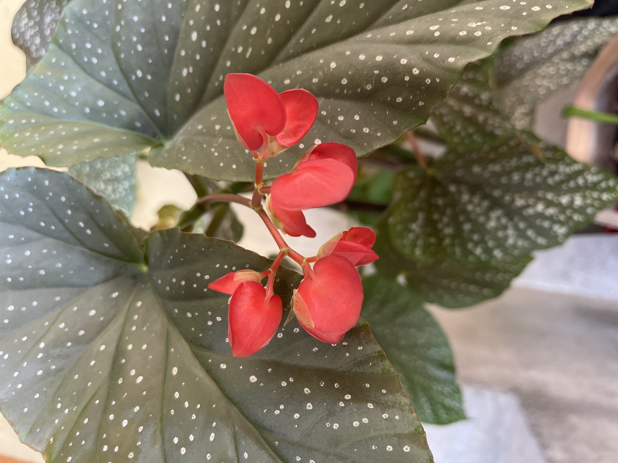 The image shows a close-up view of red begonia flowers and their distinctive spotted leaves. The leaves are dark green with numerous small, silvery-white spots, creating a striking pattern. The flowers are small and appear to be in bud or just beginning to open, with delicate, pointed petals. The background is softly blurred, suggesting an indoor setting or a shaded outdoor area. There are no people visible in the image. The image does not contain any elements that would suggest a specific location in Shymkent, Kazakhstan.