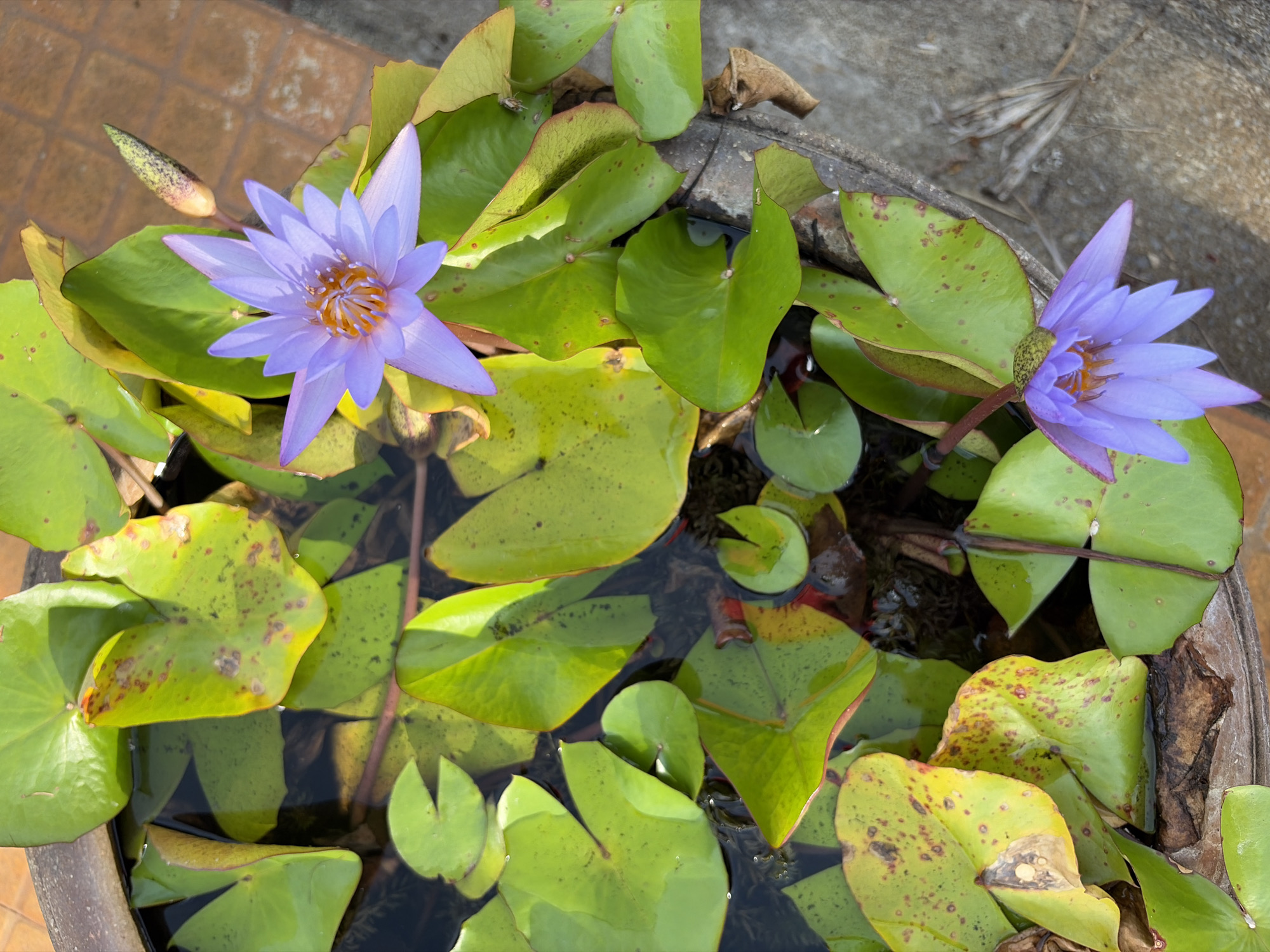 This is a close-up, overhead shot of a water lily pond in Baan Mae Nam, Thailand. The scene features two blooming purple water lilies with orange centers, surrounded by numerous vibrant green lily pads. One lily is in full bloom, its petals spread wide, while the other is partially open, showing its delicate structure. A single lily bud, elongated and green with purple tips, is also visible.
The water is dark and still, reflecting the surrounding foliage and flowers. The lily pads are varied in size and shape, with some showing signs of age or disease, indicated by brown spots and yellowing edges. The texture of the lily pads ranges from smooth to slightly rough. In the background, the edge of a large, greyish-brown pot containing the pond is visible, along with a portion of a textured, paved surface, likely a walkway or patio.
The lighting suggests it is daytime, with sunlight casting distinct shadows and highlighting the colors of the flowers and leaves. The overall impression is one of natural beauty and tranquility, a serene aquatic garden scene. There is no visible text in the image.
