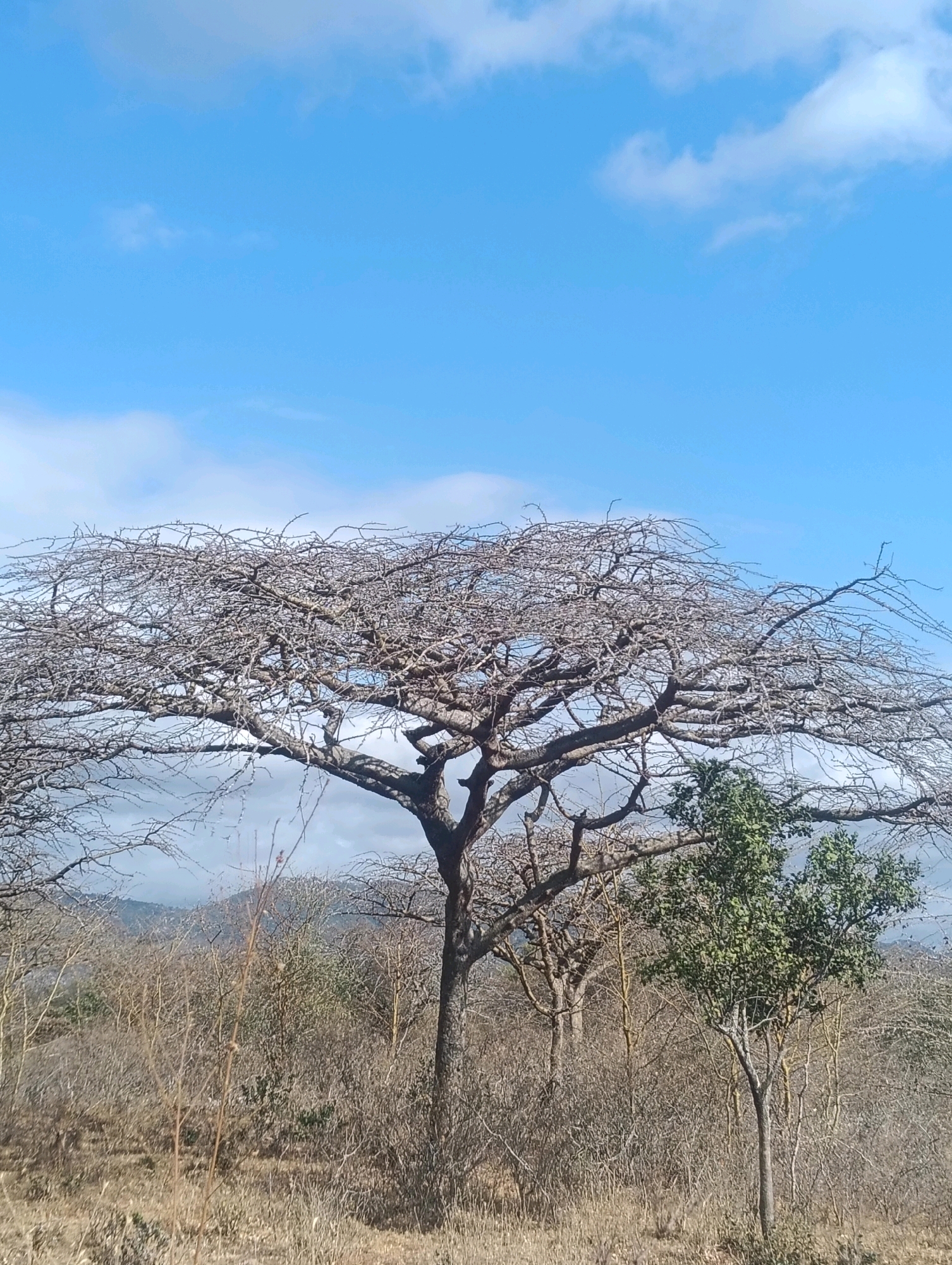 The image depicts a dry, savanna-like landscape in Mutitu/Kaliku Ward, Kenya, under a bright blue sky with scattered white clouds. The foreground is dominated by dry grasses and thorny, leafless trees, characteristic of an arid or semi-arid environment. A large, prominent tree with a wide, flat canopy of bare branches stretches across the middle ground, its intricate structure silhouetted against the sky. To the right of this tree, a smaller, vibrant green tree stands out, providing a stark contrast in color and foliage. In the background, rolling hills are faintly visible, shrouded in a hazy, atmospheric perspective. The overall impression is one of a rugged natural environment, likely experiencing a dry season, with a few pockets of enduring greenery.