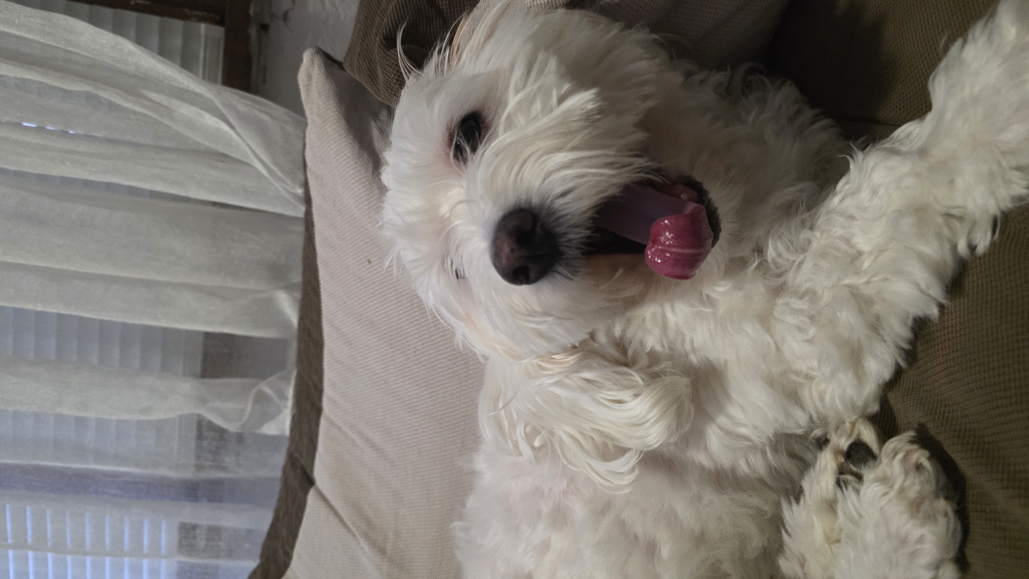 A white Maltese dog is lying on its back on a brown couch. The dog's tongue is sticking out, and it is looking at the camera. A white curtain is visible in the background. There is no indication that the image was taken in Blagoevgrad, Bulgaria.