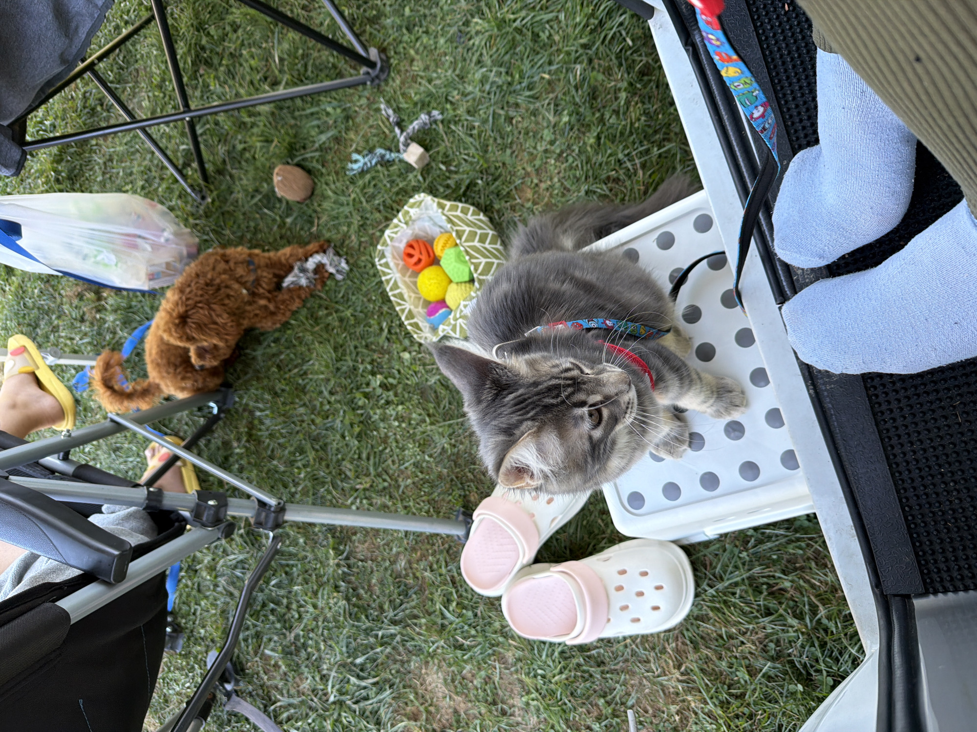 In Sarnitsa, Bulgaria, an outdoor scene unfolds on a grassy area near a vehicle. A grey tabby cat wearing a red and blue patterned harness is perched on a white plastic stool. Adjacent to the cat are two white and pink slip-on sandals. To the right of the stool is a woven basket filled with colorful pet toys, including bright orange, yellow, green, and blue balls. A small brown fluffy dog is lying on the grass behind the cat, partially obscured by a clear plastic bag filled with items. In the foreground, a person's feet are visible, wearing light blue socks, resting on a black textured surface that appears to be part of the vehicle's tailgate. A colorful leash is draped across this surface. Two camping chairs are also present, one with a person's legs visible in it. The overall environment suggests a casual outing, possibly a picnic or camping trip.