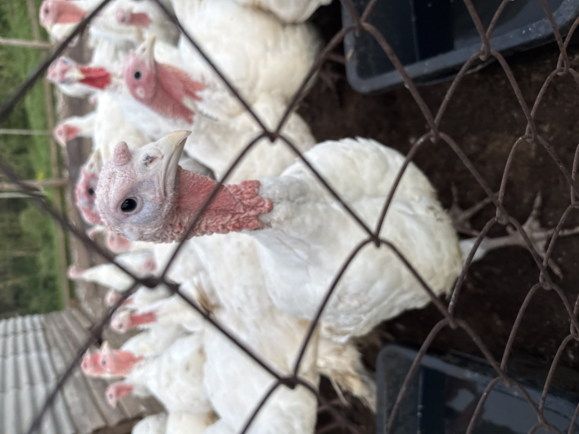 A close-up shot shows a group of white turkeys with pink wattles and necks in an outdoor enclosure. The turkeys are behind a rusty wire fence. The foreground is dominated by the fence, with a turkey's head in sharp focus to the right of center. Its pink skin is textured and its eyes are dark. Behind it, other white turkeys are visible, some with their heads tilted. The background is blurred, showing what appears to be a simple wooden structure and greenery. Two dark rectangular feeders are visible in the lower corners of the frame. The ground is dark earth. The scene appears to be a farm or rural setting. There are no people visible in the image. The location is specified as Kukuya, Russia.