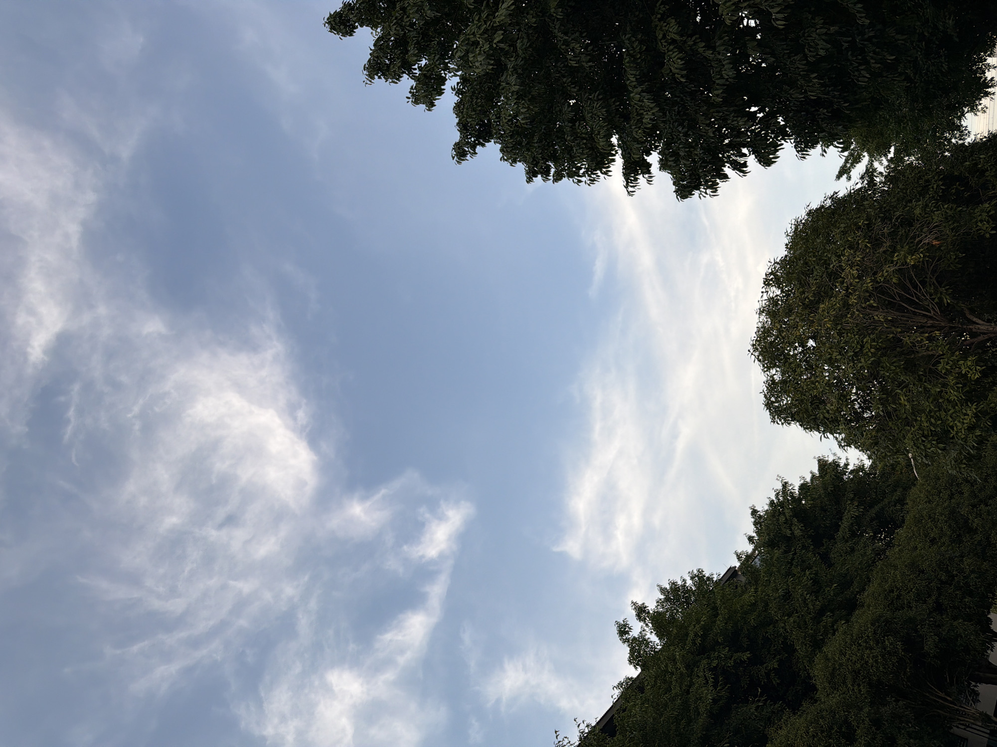 The image depicts a clear sky with wispy white clouds, tinged with a light blue hue. Lush green trees with dense foliage frame the lower portion of the scene, partially obscuring a dark, multi-story building visible on the left. The trees and building suggest an urban or suburban environment. No people or animals are present, and no specific activities are taking place. The composition focuses on the interplay between the natural elements of the sky and trees and the man-made structure.