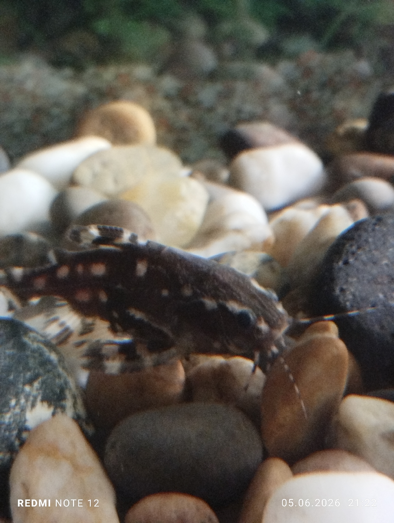 The image depicts an underwater scene, focused on a single bottom-dwelling fish situated amongst numerous smooth, rounded pebbles. The fish is dark brown or black with irregular white or cream-colored spots across its dorsal and lateral surfaces. It has an elongated body and visible barbels extending from its head region. The pebbles forming the substrate vary in size and color, ranging from white, beige, and light brown to dark grey and black. The background beyond the immediate vicinity of the fish and pebbles is out of focus, appearing as blurred green and brown tones. No human individuals, actions, or interactions are visible within the frame. A digital watermark "REDMI NOTE 12" is present in the lower-left corner, and a timestamp "05.06.2026 21:22" is located in the lower-right corner. The visual content of the image does not provide any identifying landmarks or contextual information to confirm the specified geographical location of Burgas, Bulgaria.