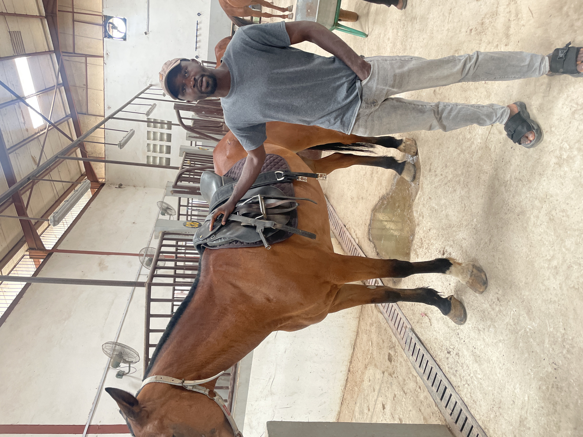 A man stands beside a saddled horse in an indoor stable located in Hayin Banki, Nigeria. The horse is brown with black lower legs. The man wears a gray t-shirt, light gray pants, a hat, and sandals. The stable has white walls and metal bars dividing stalls. There are fans mounted on the walls and overhead rafters. The floor is concrete.