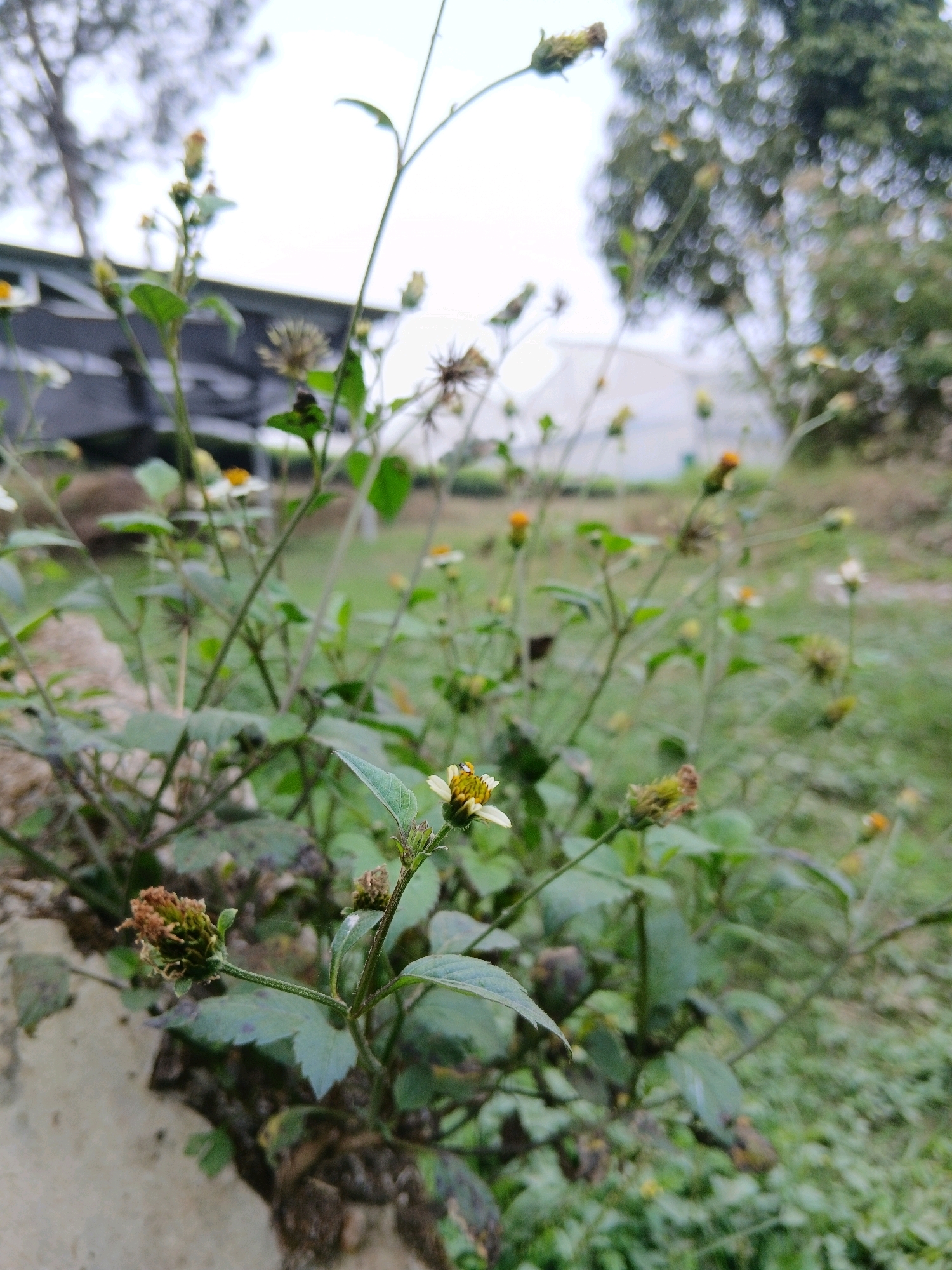 A shallow depth of field, close-up, eye-level shot captures a cluster of wild daisy-like flowers and seed pods with green leaves against a blurred background of trees and a building. The foreground shows a textured, light-colored wall on the left. The lighting is overcast and diffused. The scene is in Nanggung, Indonesia.