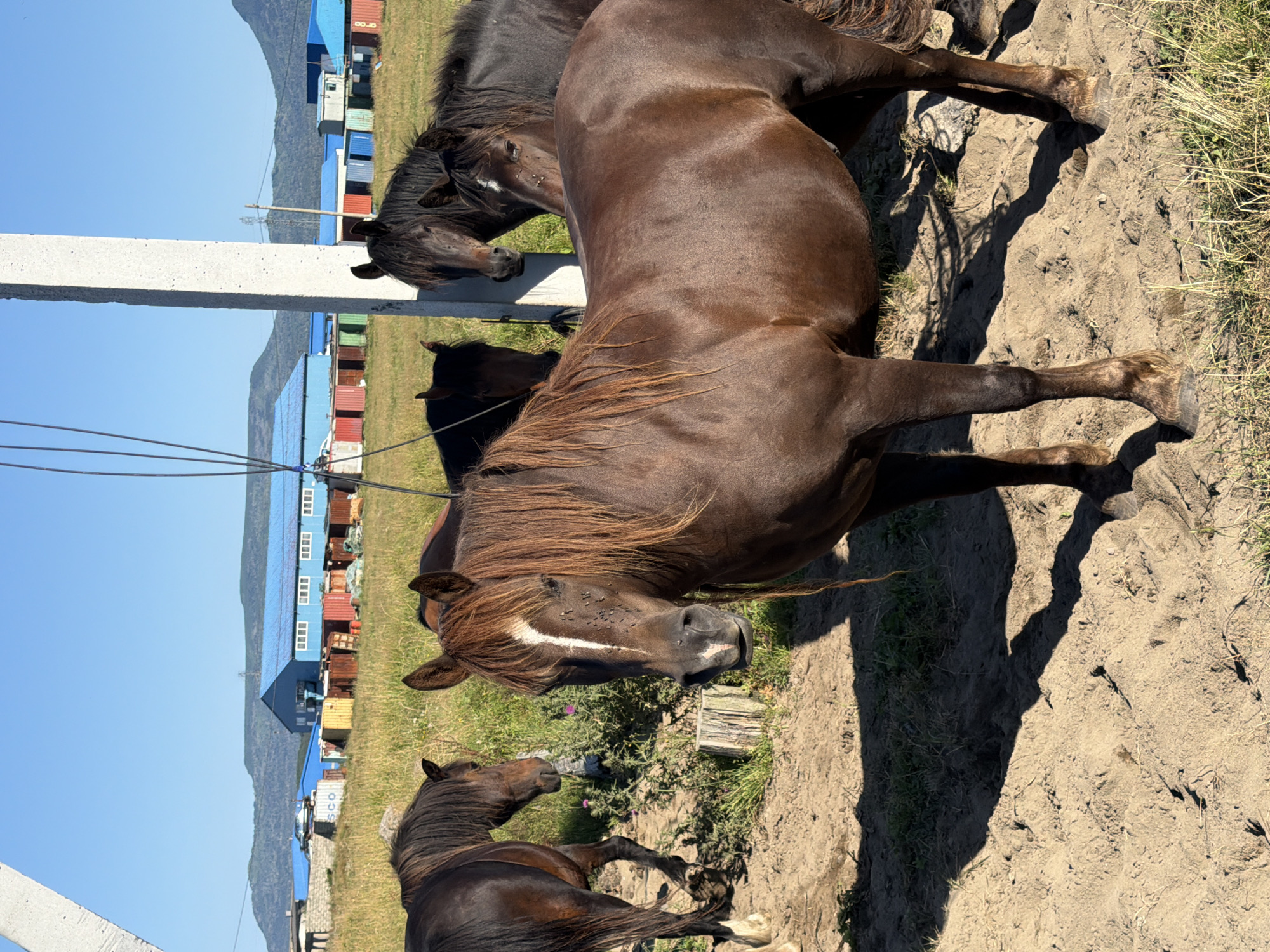 A herd of horses stands in a field near buildings in Yuzhno-Kurilsk, Russia. In the foreground, a brown horse with a white blaze on its face is the most prominent subject. Its head is turned slightly to the left, and its mane is long and flowing. Several other horses, mostly dark brown or black, are visible behind it, some appearing in shadow.
The background features a grassy field with a few scattered rocks and a weathered wooden post. Beyond the field, a row of buildings with blue roofs and colorful corrugated metal siding is visible. Some of these appear to be shipping containers repurposed as structures. In the distance, rolling hills and mountains under a clear blue sky complete the scene. A concrete utility pole stands to the right of the frame, with wires extending upwards and out of view. The lighting suggests it is a sunny day, with distinct shadows cast on the sandy ground in the foreground.