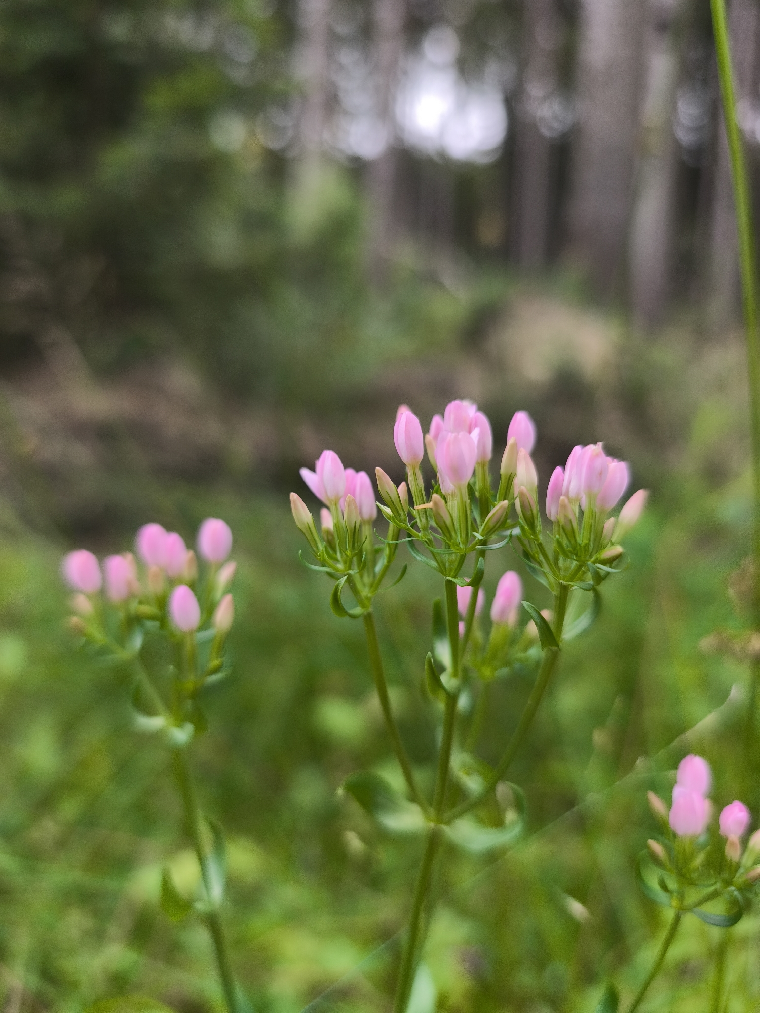 In a lush, green natural setting, likely a meadow or forest edge in Sruby, Czechia, several clusters of small, pink flowers are in focus. The flowers are tightly budded and appear to be on delicate green stems, some with leaves. The background is softly blurred, revealing tall, slender trees with muted, grayish-brown bark, characteristic of a forest. The lighting suggests an overcast or diffused daylight, casting a gentle glow on the scene. There are no people or animals visible in the image, and the overall atmosphere is one of serene, natural beauty.