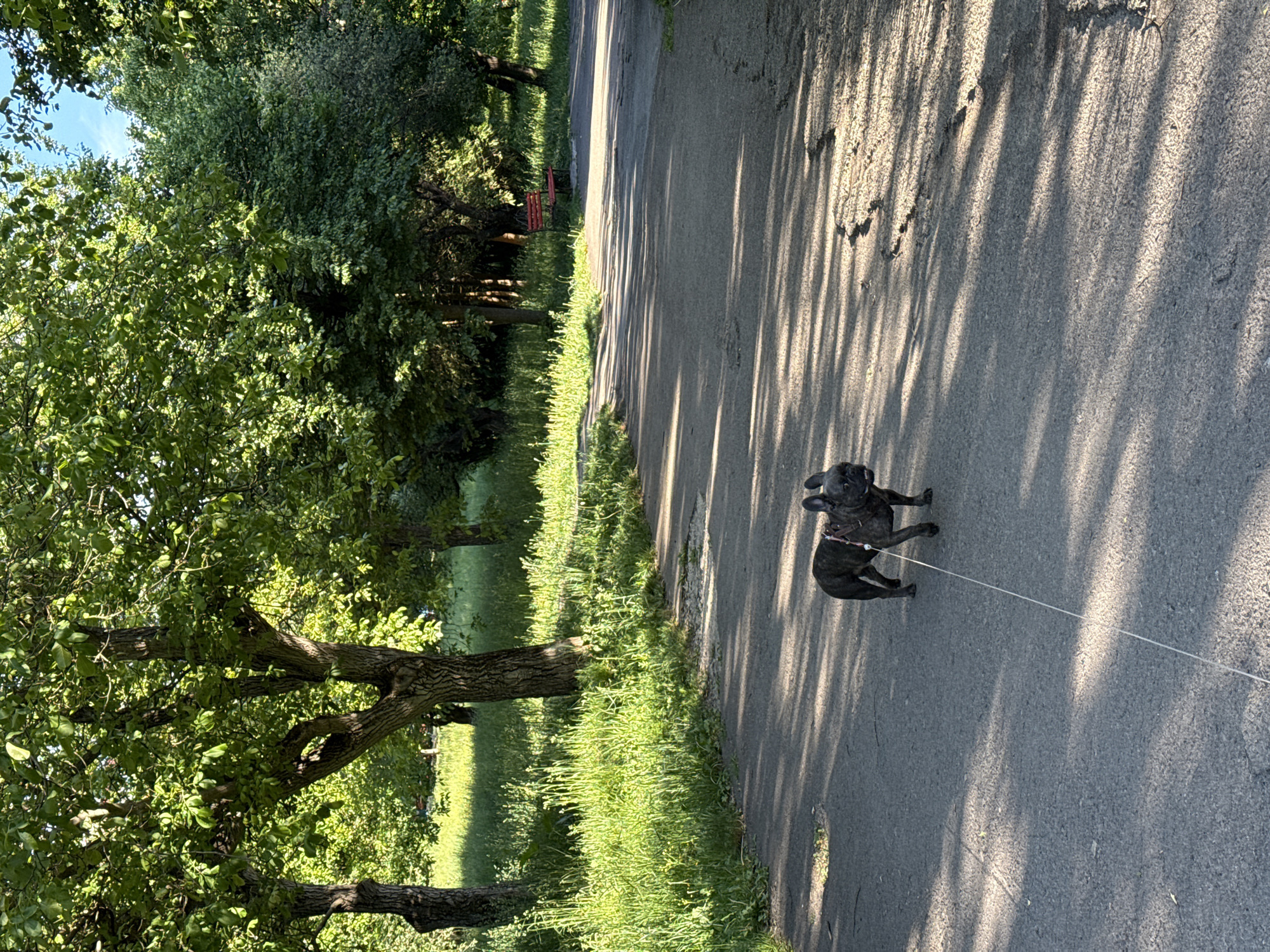 A medium-sized brindle-colored dog stands on an asphalt path in a park setting. The dog is on a leash. The path is lined with trees and grassy areas. The sun casts shadows of the trees across the path. There is a red bench and what looks like other structures in the background. This scene appears to be in Ternopil, Ukraine.