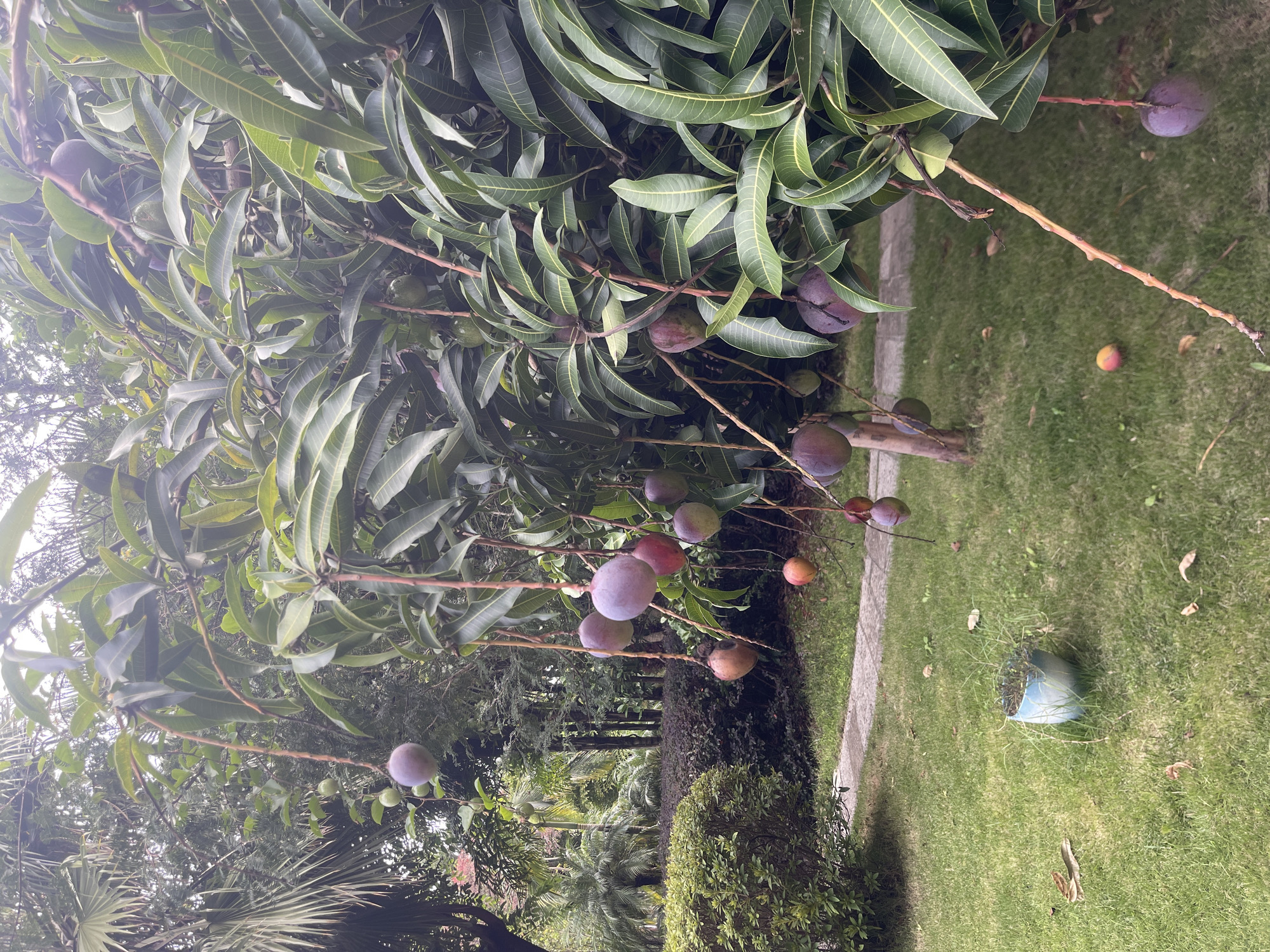 In the city of Unknown, Unknown, a mango tree laden with ripe fruit is the central focus of a verdant garden. The tree, in the foreground, displays a variety of mangoes, some a deep purple and others a mottled red and yellow, hanging from slender branches amidst lush green foliage. Scattered on the well-maintained lawn are a few fallen mangoes, indicating a bountiful harvest. A light-colored stone pathway meanders through the grass, leading towards a dense hedge of dark green shrubs in the mid-ground. Beyond the hedge, a collection of palm trees and other diverse vegetation creates a tropical backdrop, under an overcast sky. To the left of the pathway, a faded blue pot, partially filled with dry grass and twigs, sits on the lawn, adding a touch of rustic charm to the scene. The overall impression is one of a tranquil, natural setting, possibly a private garden or park, where the fruits of nature are on full display.