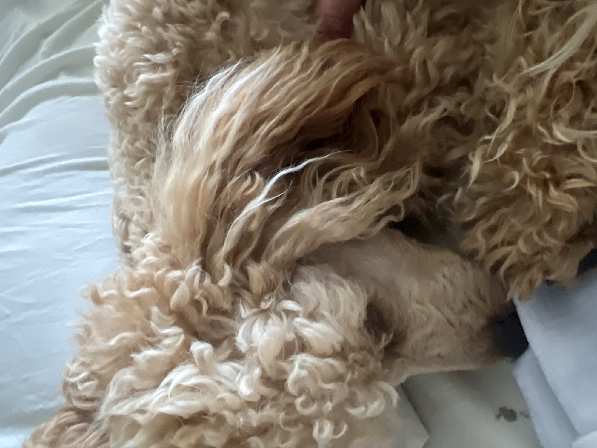 A light brown poodle is resting on a white surface, likely a bed. The dog's fur is curly and covers most of its body. The dog's head is down, and its eyes are not visible. The background is a light blue sheet. The image is taken from a close-up perspective, focusing on the dog's fur and face. No specific location in Kharkiv, Ukraine can be determined from the image.