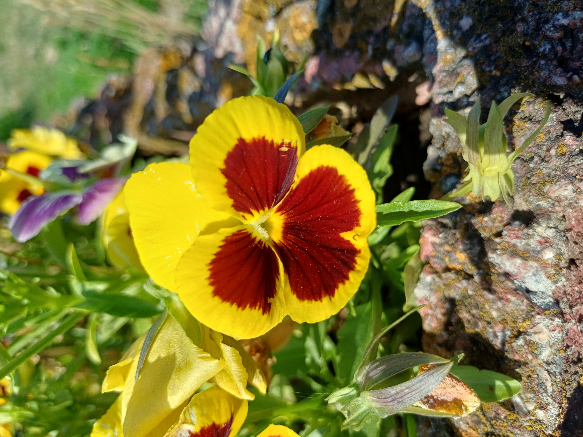 A close-up, eye-level shot captures a vibrant yellow pansy with a deep maroon center. The flower is in focus, its petals slightly cupped, revealing intricate details. To the left and behind, other pansies are partially visible, one with yellow petals and another with purple. The flowers are nestled amongst green foliage. In the foreground and to the right, rough, textured stones with patches of lichen are visible, forming part of an outdoor setting. The lighting suggests a bright, sunny day. The location is identified as Ukrainka, Ukraine.