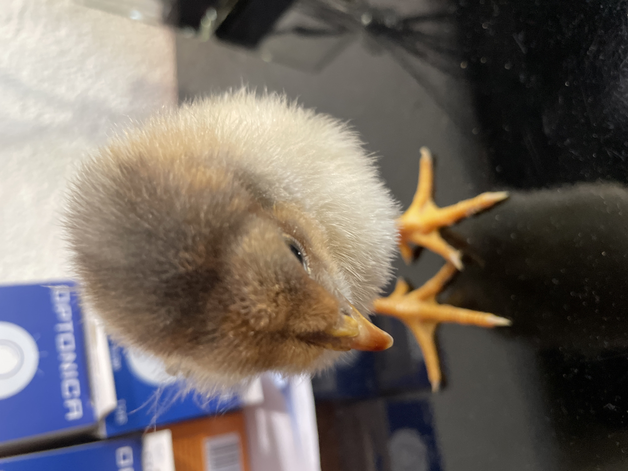 A close-up, top-down shot depicts a young chick. The chick's head, predominantly brown and white, is positioned centrally. Its small, orange beak is visible. Below the chick are stacked blue and white boxes with the word "OPTONICA" printed on them. To the right, the chick's yellow feet are splayed out on a glossy black surface that reflects the chick's legs. The background is blurred, but appears to be a combination of dark and light surfaces. There is no evidence to suggest that this image was taken in Zlatograd, Bulgaria.