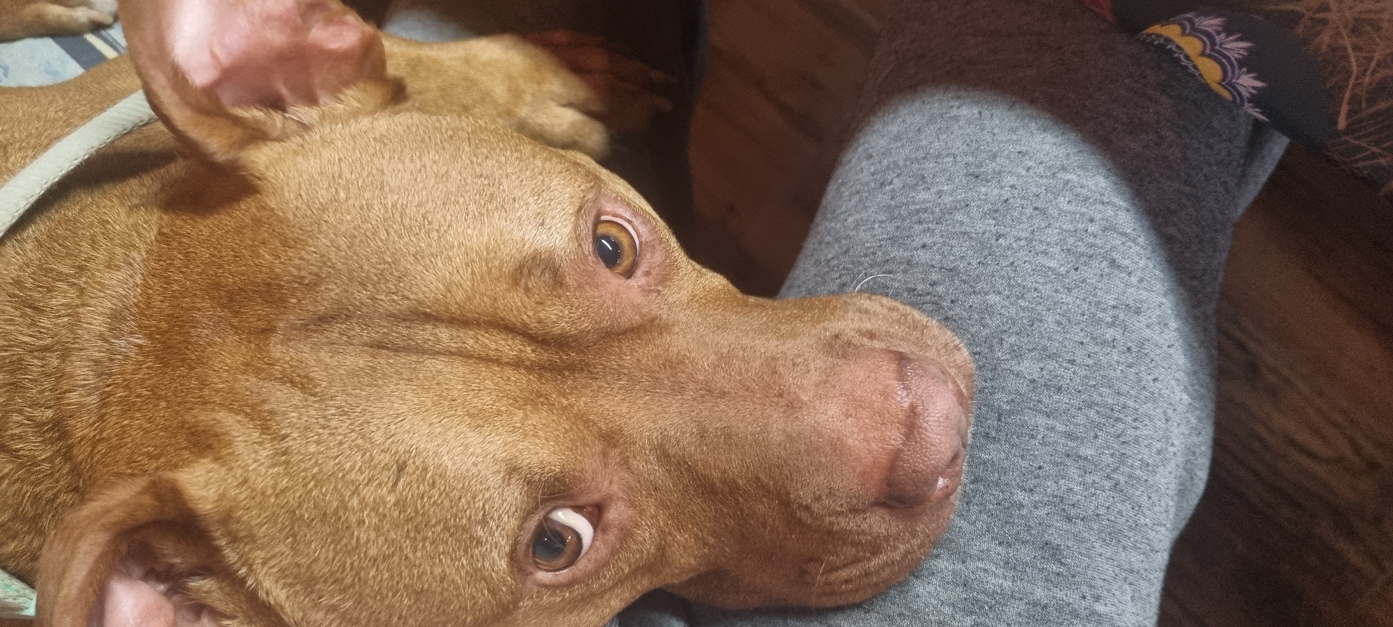 A close-up, high-angle shot shows a light brown dog with floppy ears resting its head against a person's leg, which is covered in gray sweatpants. The dog has light brown eyes that are looking up towards the camera. The dog is wearing a light gray collar. The background shows a dark wood floor.