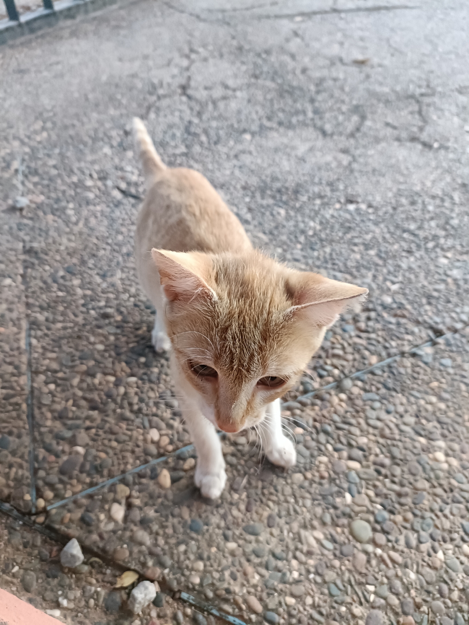 A medium, eye-level shot shows a light-orange and white kitten standing on a paved surface. The kitten has its head down, looking at something out of frame. The background is blurred, but appears to be an outdoor area in the city of Unknown, Unknown. The surface the cat is standing on is a mix of small rocks and concrete.