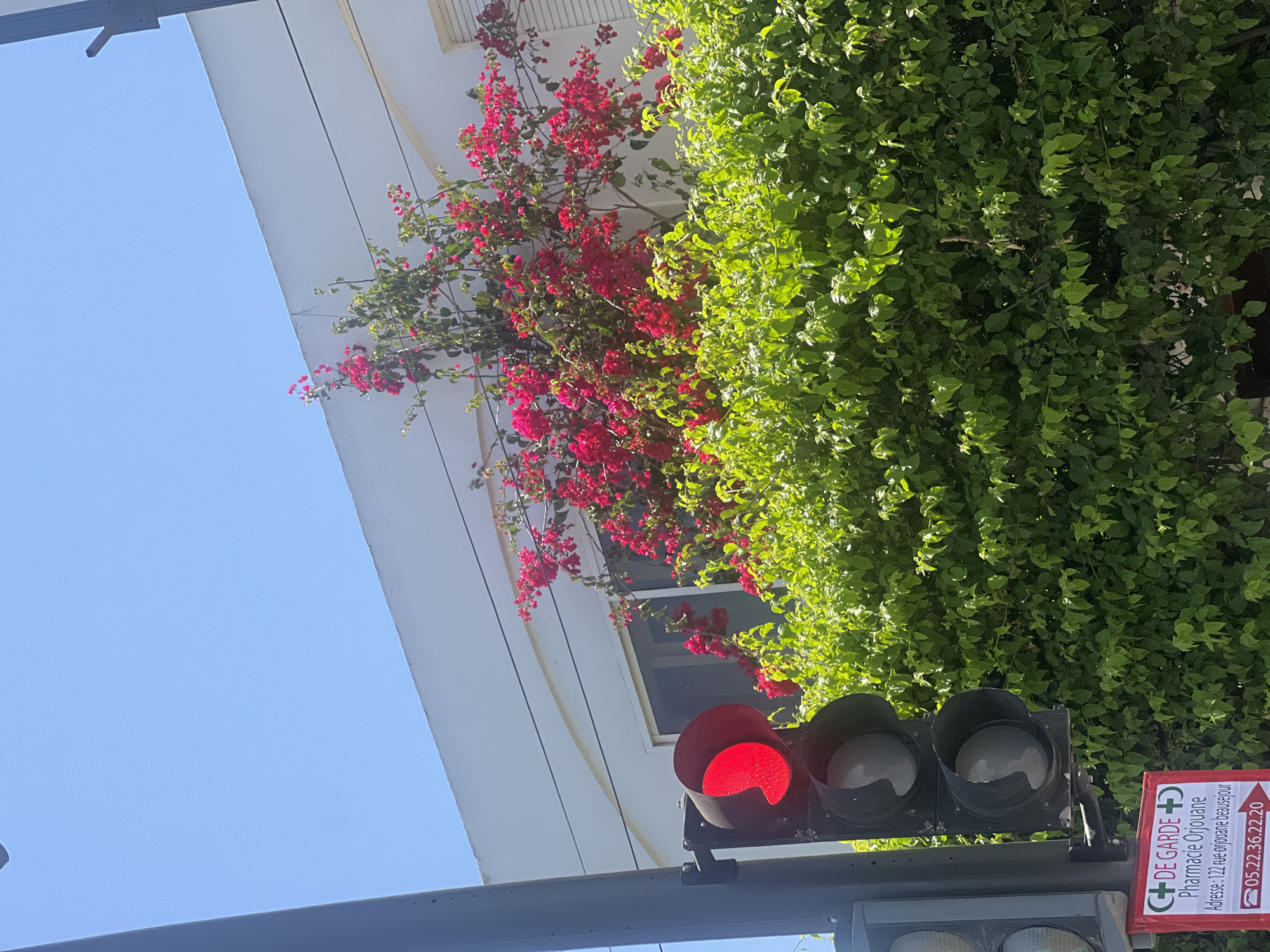 The image depicts an urban street scene on Rue Orjouane, in the Beauséjour neighborhood of Casablanca, Morocco, on a clear, sunny day. In the foreground on the left, a black traffic light is visible, with its top red signal illuminated. Below the traffic light, a red and white sign for "Pharmacie Orjouane" is displayed, bearing the address "122 rue orjouane beausejour" and a phone number "05.22.36.22.20". The bottom of a light grey utility pole is also visible on the far left.
Dominating the midground is a dense expanse of vibrant green foliage, appearing as a neatly trimmed hedge or large bush. Behind this green foliage, a large bougainvillea plant with numerous bright pink and red flowers is seen, growing up against and partially obscuring a white building. The white building has a window and a section of a curved architectural detail. Three thin black power lines run horizontally across the white building in the upper midground. The background is a cloudless, light blue sky. No people or vehicles are visible in the frame.
