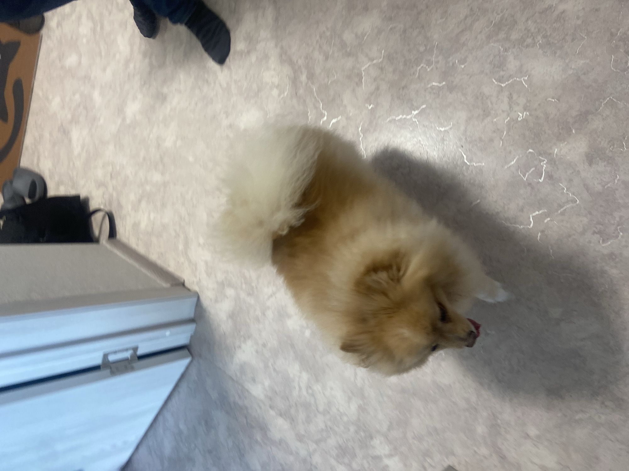 A fluffy, light brown Pomeranian dog is captured from a slightly elevated angle, looking down with its tongue slightly out. The dog is positioned on a light-colored, patterned linoleum floor. To the left of the dog, a white door with silver hinges is partially visible. In the background, to the right, a person's legs wearing dark socks and dark shoes are visible, standing on the same floor. Further in the background, a dark backpack and a pair of grey slippers are on the floor, near what appears to be a piece of furniture or a decorative item with an orange and black pattern. The scene suggests an indoor domestic environment within a city like Kazan, Russia.