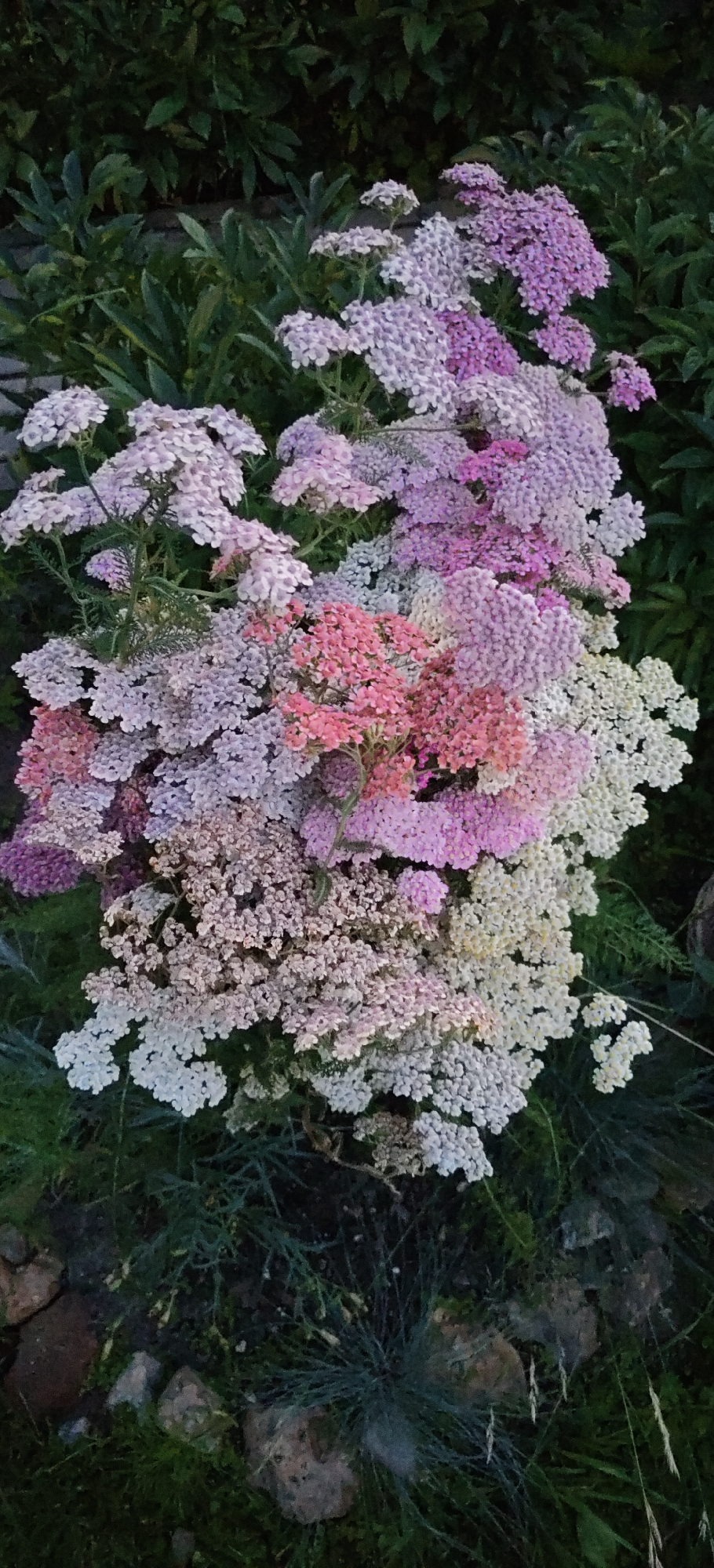 A close-up, vertical shot captures a dense cluster of yarrow flowers in various shades of pink, purple, and white, set against a dark green foliage background. The yarrow flowers are grouped in flat-topped clusters of small blossoms. The scene is set outdoors, likely in a garden or natural setting, with some stones and sparse green grass visible at the bottom. The lighting suggests it is dusk or early morning. The image does not contain any people or specific landmarks to indicate a location in Noginsk, Russia.