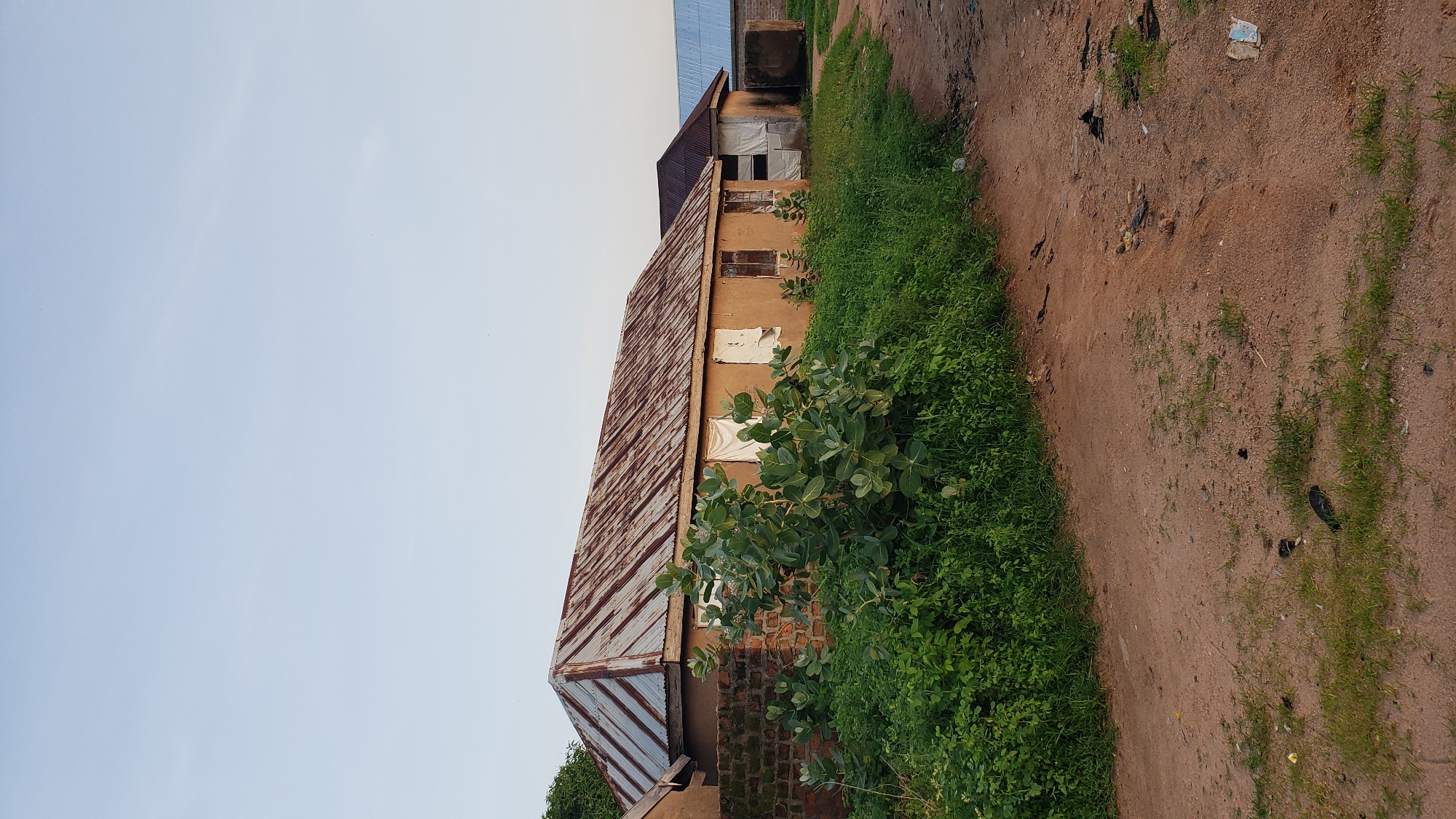 The image depicts a rural scene with a focus on a building constructed with mud walls and a corrugated iron roof. The roof shows signs of rust. In front of the building, there is lush green vegetation, including a large bush with broad leaves, and a dirt path leading away from the structure. The path has some scattered debris. Further in the background, other structures with different roofing materials are visible, suggesting a small settlement. The sky is clear and pale blue, indicating it is likely daytime. The scene is situated in Jauro Yinu, Nigeria.