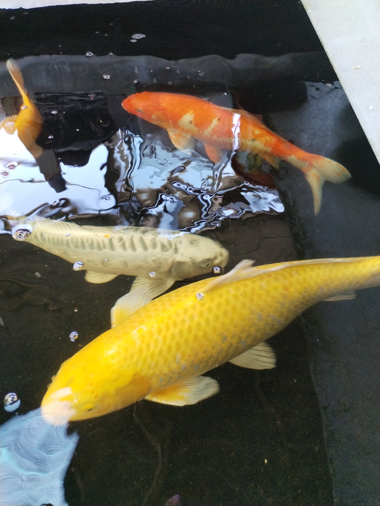 The image shows four koi fish swimming in a dark-bottomed pond. One fish is bright yellow, another is pale yellow/white, and one is orange with white markings. Part of a fourth, golden-yellow fish is visible in the upper left corner. The water surface is rippled, creating reflections. The environment appears to be an outdoor pond, possibly within a garden. The location is Nha Trang Ward, Vietnam.
