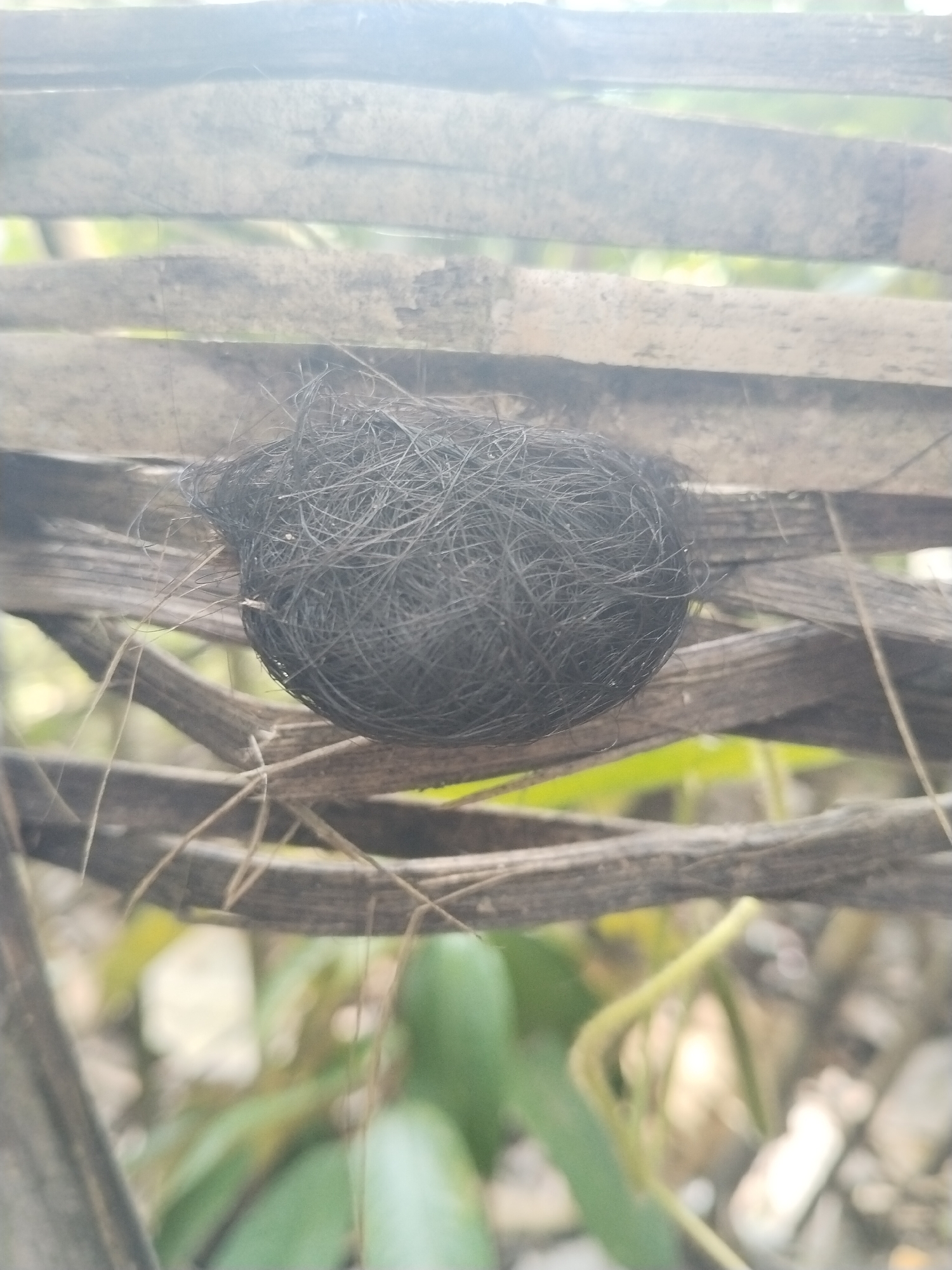 The image shows a dark, roughly spherical object composed of numerous intertwined, thin filaments, possibly hair or fine thread, resting within a section of what appears to be a crude, weathered wooden lattice or fence. The structure has visible gaps between the slats. The background is blurred, suggesting foliage and other objects out of focus. The location and city are unknown.