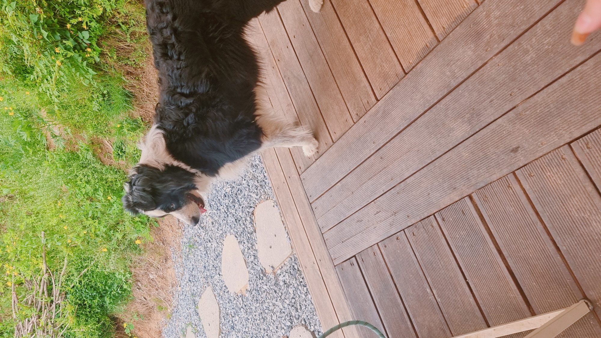 A medium-sized black and white dog stands on a patio composed of wooden decking and a gravel path with irregularly shaped stone slabs. The dog is facing left, with part of its body on the decking and part on the gravel. Green grass and foliage border the gravel path on the left. The location is Dunnae-myeon, South Korea.