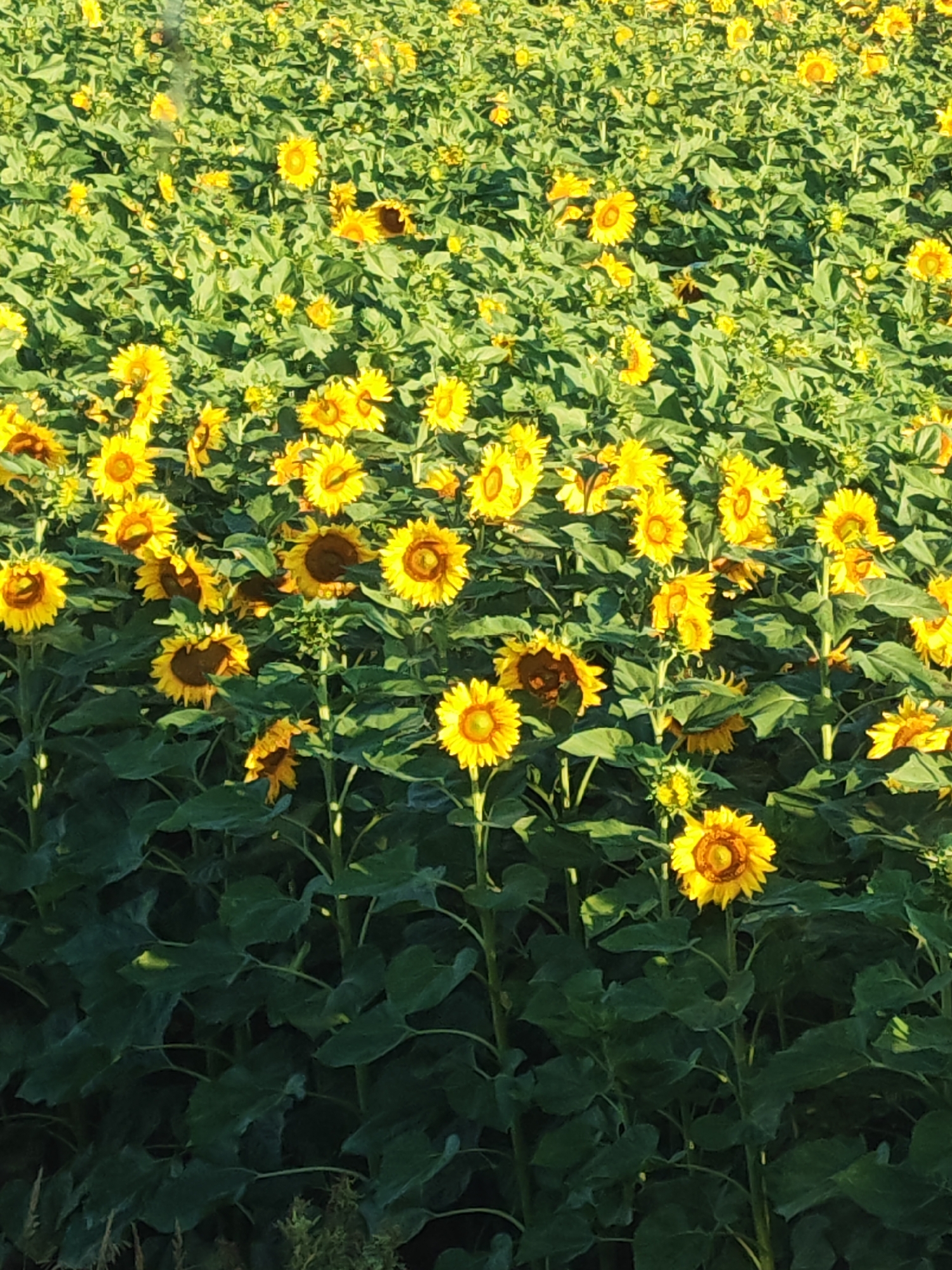 A field of sunflowers is shown, with many sunflowers in bloom. The sunflowers are yellow with brown centers and have green stems and leaves. The field is densely packed with sunflowers, suggesting a large-scale cultivation. The lighting suggests it is daytime, with sunlight illuminating the flowers and casting shadows. The image does not contain any people, structures, or specific landmarks that would indicate a precise location within the city of Samara, Russia. It is a generic agricultural scene of a sunflower field.