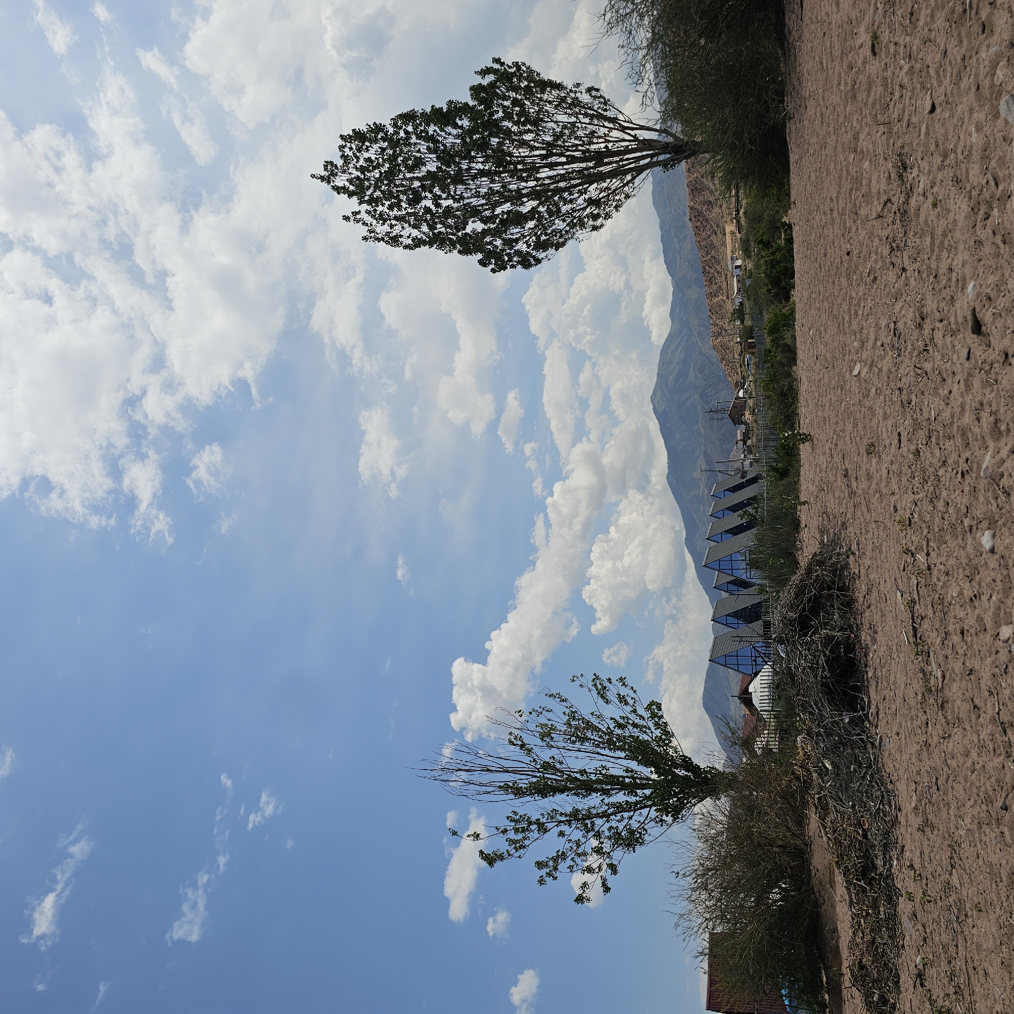 In Kaji-Say, Kyrgyzstan, an outdoor scene unfolds under a sky filled with scattered white clouds against a backdrop of blue. In the foreground, sandy ground is littered with small stones and dry twigs. To the left, a pile of branches sits near a sparse, leafless tree. Behind these, a line of modern, triangular-shaped houses with dark reflective windows is visible, each with a steep, dark roof. Further in the background, hills rise, some covered in sparse vegetation. Two tall, slender trees stand prominently, one on the left with fewer leaves than the one on the right, which is full and dark green. The overall impression is one of a semi-arid rural or resort environment.