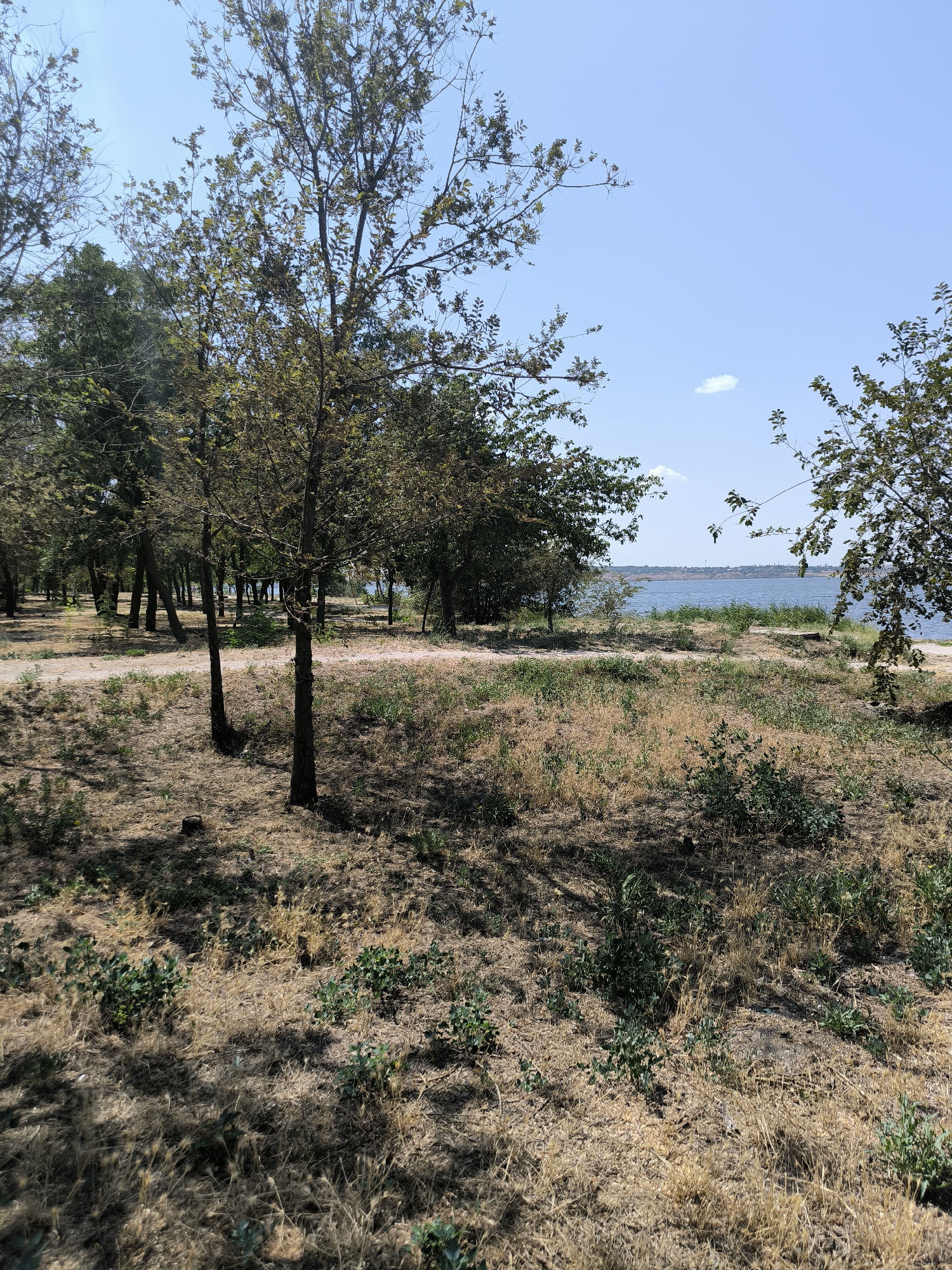 The image depicts a sunlit park area with dry, yellowed grass and scattered green bushes. Several trees with sparse foliage are visible, casting shadows on the ground. In the background, a calm body of water, likely a river or bay, stretches to the horizon, with a hazy shoreline and a few distant structures. The sky is clear blue with a small, wispy cloud. The scene appears to be an outdoor recreational space, possibly a park or embankment area, located in Mykolaiv, Ukraine. There are no people or animals visible in the image. The overall impression is one of a dry, summer day in a park setting by the water.