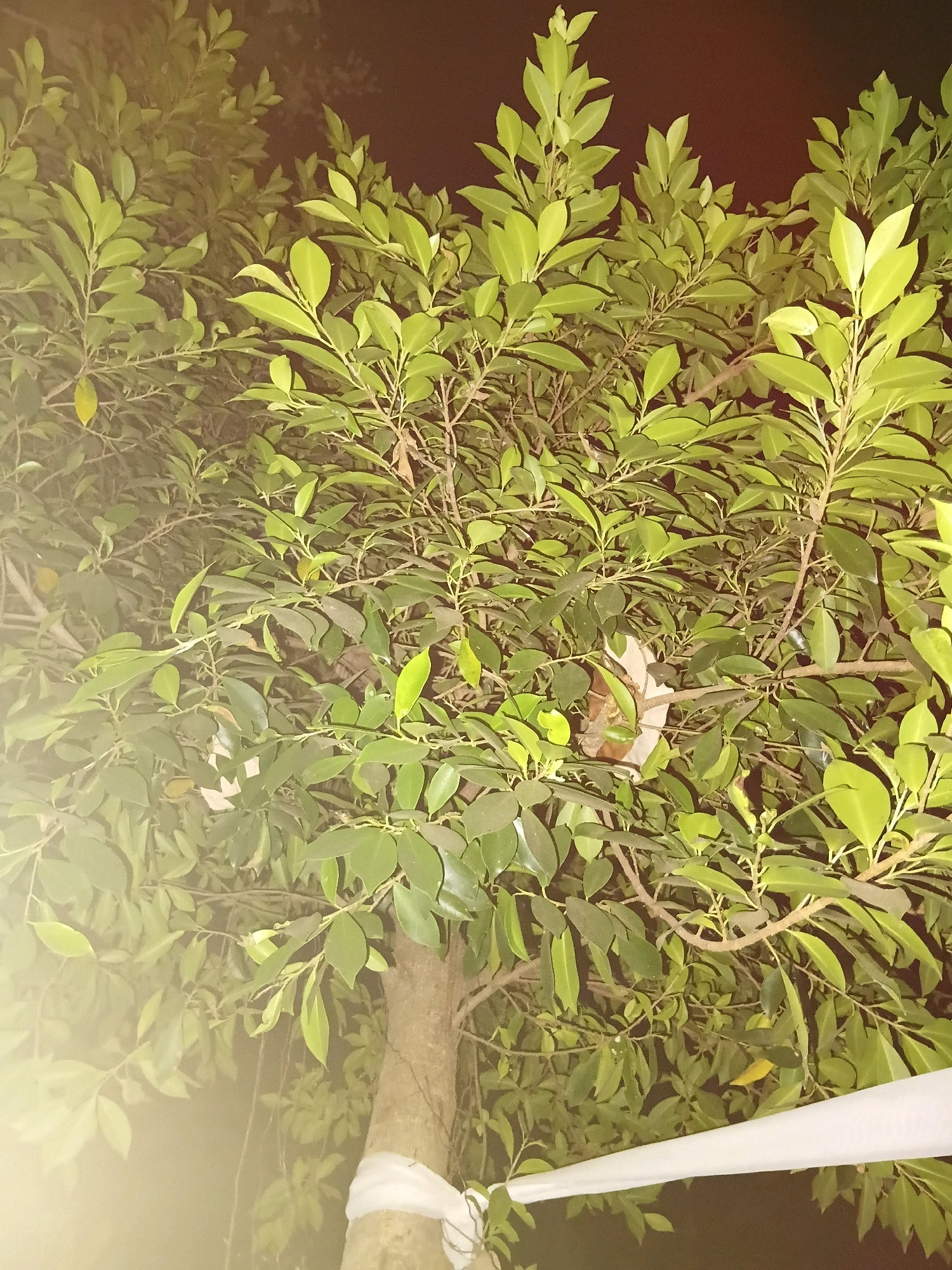 The image shows a close-up view of a tree with dense green foliage. The tree is illuminated by artificial light, casting a warm glow on the leaves. A white cloth is wrapped around the base of the tree trunk. In the center of the image, nestled among the leaves, is a crumpled piece of paper or cloth, possibly white or light brown. The background is dark, suggesting it is nighttime. The location is identified as Cikal, Indonesia.