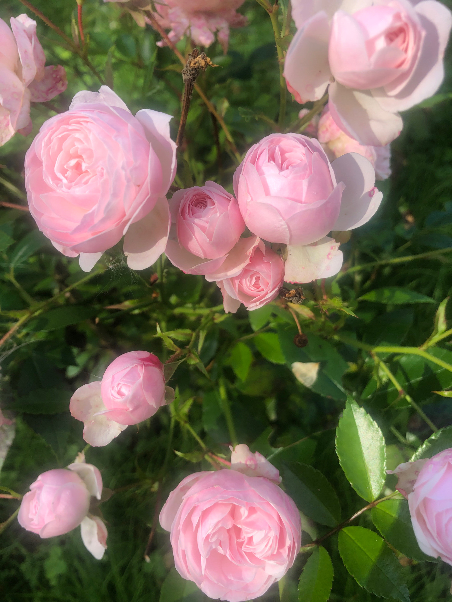 The image displays a close-up view of several delicate pink roses in full bloom, interspersed with green foliage. The roses vary in their openness, with some fully unfurled and others still in bud. The lighting suggests it is daytime, with sunlight highlighting the petals and casting subtle shadows. The background is a soft blur of green, indicating a garden setting. There are no people visible in the image. The image does not provide any information about the city of Arfa, Russia, or any specific location within it.