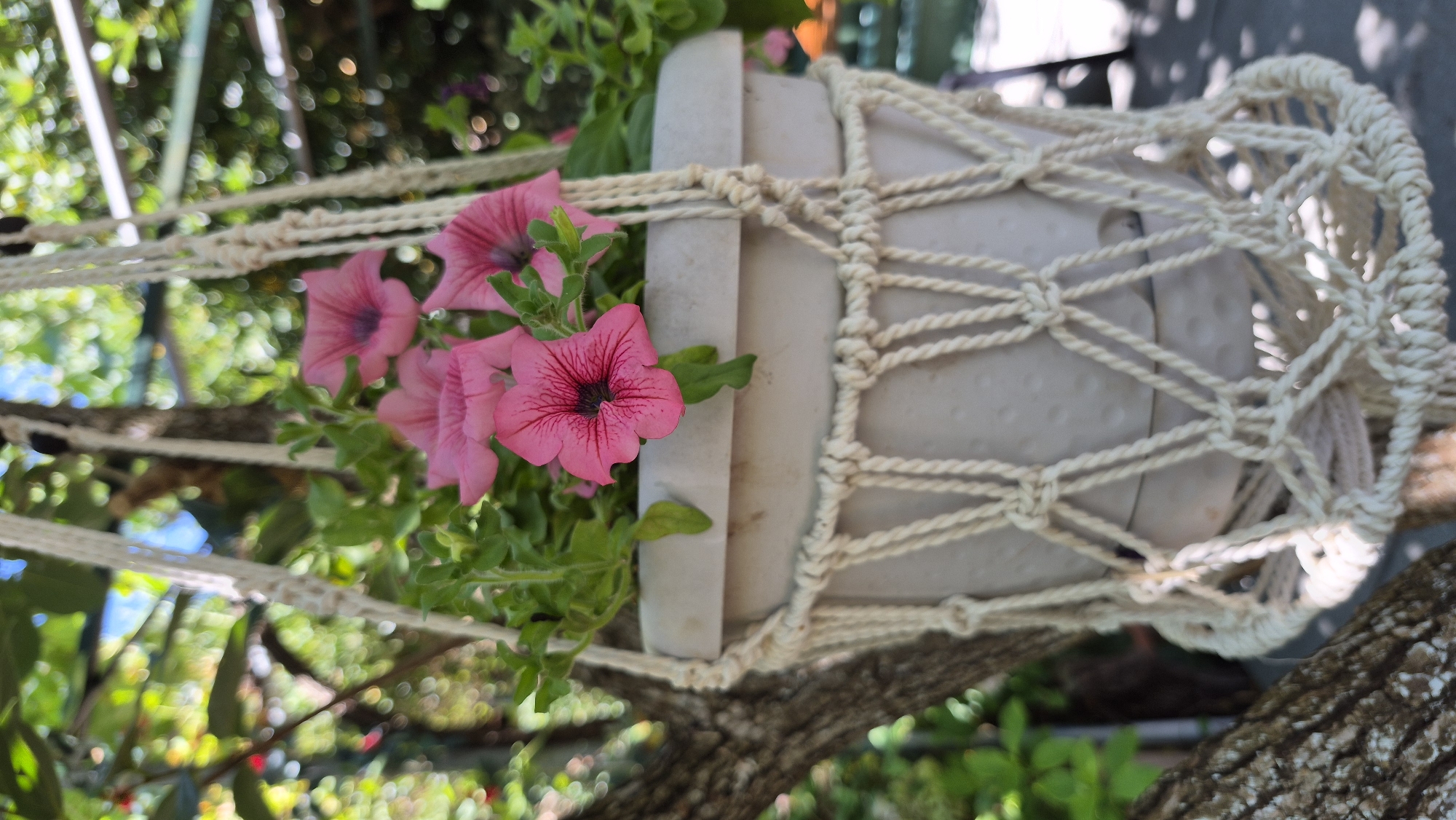 A close-up, eye-level shot shows a beige ceramic pot filled with vibrant pink petunias, suspended in a cream-colored macrame plant hanger. The pot is nestled within the woven netting of the hanger, which features intricate knotwork and a tasseled bottom. The petunias, with their ruffled petals and dark centers, are in full bloom, their green foliage cascading slightly over the pot's rim. The background is a soft blur of greenery and dappled sunlight, suggesting an outdoor setting, possibly a garden or patio. A textured tree trunk is visible to the left, partially obscuring the background and adding a natural element to the composition. The lighting is bright and natural, casting soft shadows.