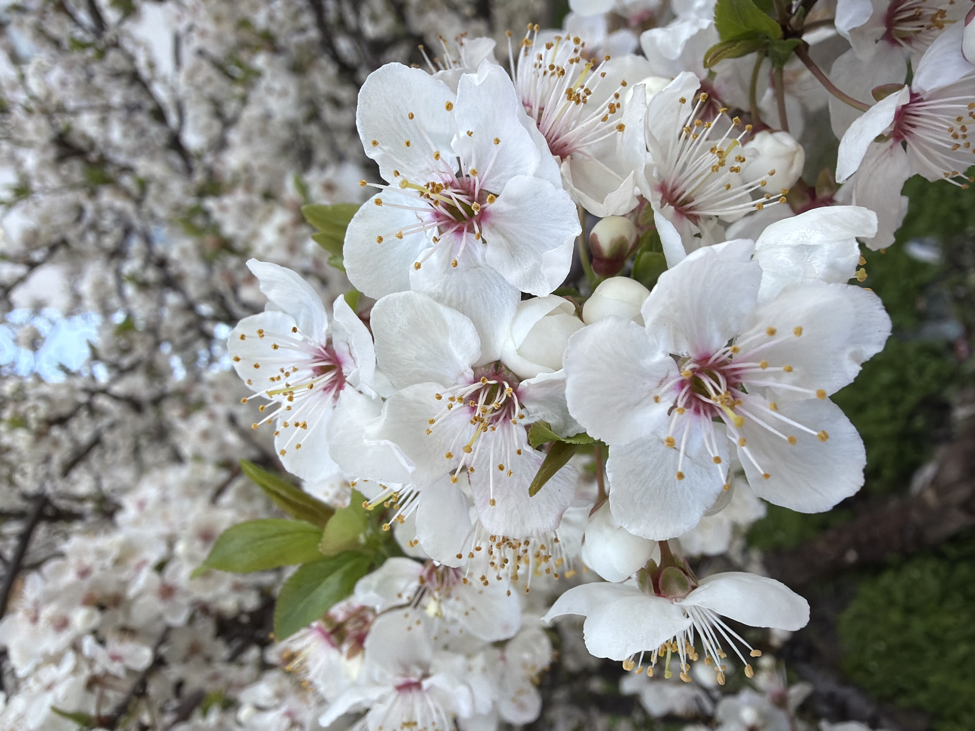 The image showcases a close-up of white plum blossoms on a tree branch. The blossoms are the focal point, displaying delicate petals with yellow-tipped stamens and pink centers. A few green leaves are also visible among the blossoms. In the background, a blurred canopy of similar white blossoms creates a sense of depth. There is no evidence of people, subjects, objects, actions, or interactions. The photograph captures a natural outdoor setting. The city of Varna, Bulgaria, is unspecified within the image itself.