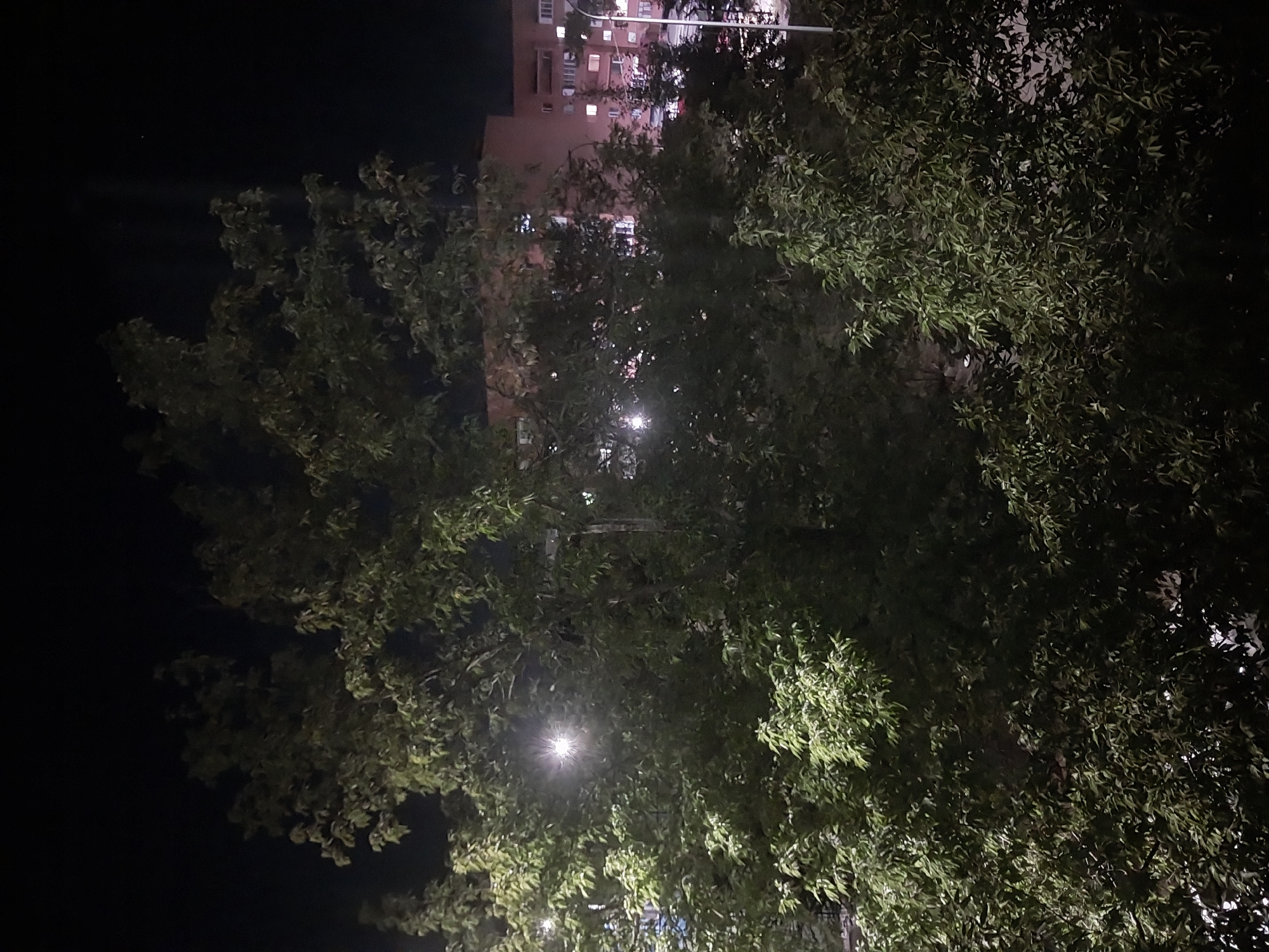 The image shows a night view of trees in front of a brick building. The building has many lit windows, suggesting it is an apartment complex. There are streetlights visible through the trees, illuminating some of the leaves. The scene appears to be in a residential area. There are no people visible in the image. The overall atmosphere is dark and quiet, typical of a nighttime urban environment.