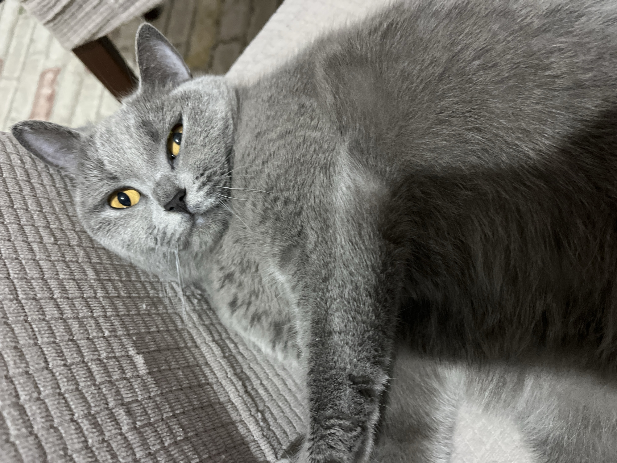 A gray cat with yellow eyes is resting on a gray fabric surface with a corduroy texture. The cat is lying on its side, looking at the camera. Part of a wooden chair can be seen in the background, and the pattern behind suggests an indoor setting. No information indicates this is Alanya, Turkey.