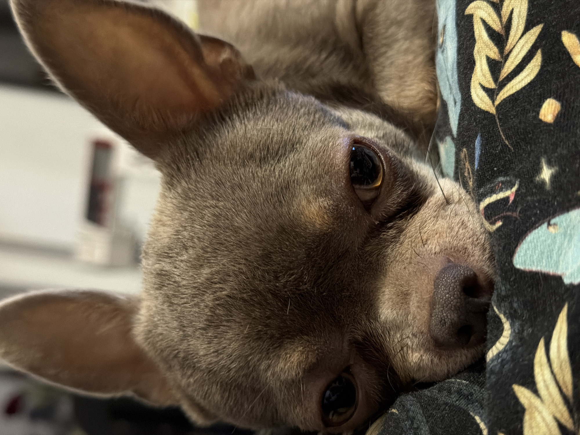 A close-up image shows a small, short-haired dog with a muted brownish-gray coat, resting in what appears to be an indoor setting. The dog's head occupies the majority of the frame, tilted slightly, and is nestled against a dark, patterned fabric. Its large, dark brown eyes are prominent, reflecting light sources, and convey a gentle, relaxed expression as it looks directly towards the viewer. One ear, covered in fine, light brown fur, stands upright on the left side of the frame, while the other is partially visible near the bottom left. The dog's dark, textured nose is visible on the right side of its face. The fur appears soft and dense.
The dog is resting on a dark fabric, likely a blanket or clothing item, which features a repeating pattern of light blue, golden yellow, and white elements, including stylized leaves, crescent moons, and stars. The background behind the dog is softly blurred, showing indistinct lighter shapes and tones, consistent with an indoor environment. The scene evokes a sense of peace and comfort. No specific location cues for Saint Petersburg, Russia, or any visible text are present in the image.