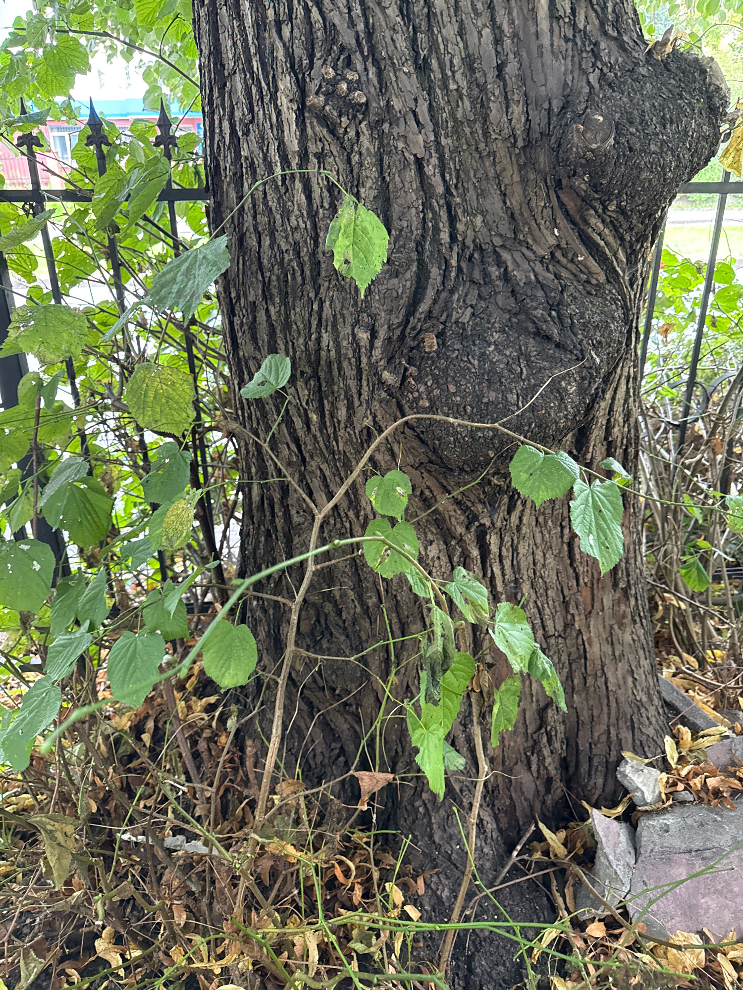 The image is a close-up, eye-level, outdoor shot of the thick, rough bark of a large tree trunk. Green leaves and thin, woody vines are growing on and around the trunk, some leaves appearing slightly yellowed or damaged. In the background, a black metal fence with decorative pointed finials is visible, partially obscured by foliage. Beyond the fence, a building with a red base and a blue roof can be seen. The ground at the base of the tree is covered with fallen leaves, dry twigs, and some broken concrete or stone pieces. The lighting suggests it is daytime. There are no people or animals visible in the image. The scene appears to be in an urban or suburban area.