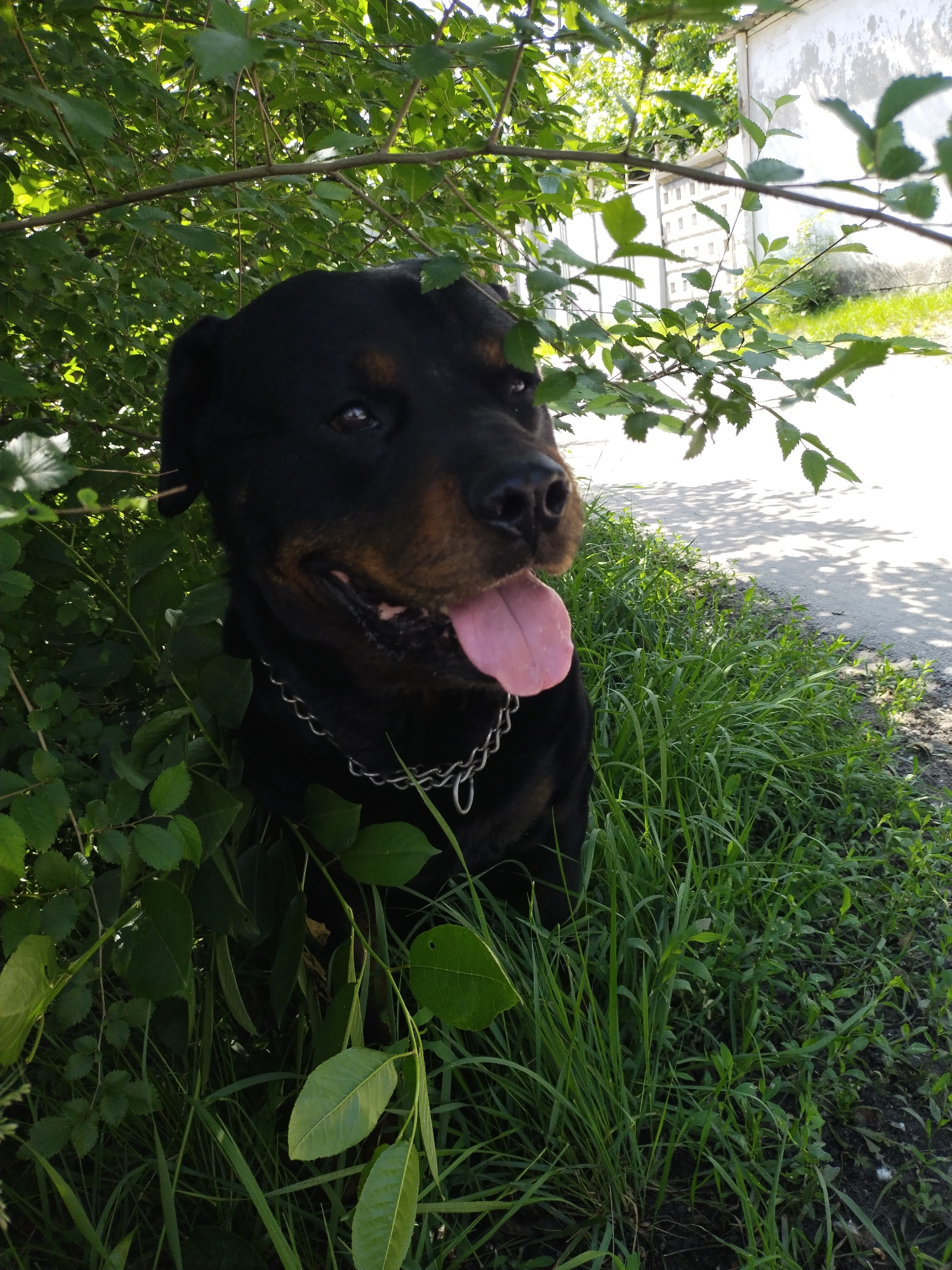 The image depicts a large, dark-furred dog, identifiable as a Rottweiler, resting amidst abundant green foliage outdoors. The dog, wearing a metal chain collar, is positioned to the left of the frame, with its head turned slightly to the right, mouth open, and a pink tongue extended, suggesting it is either panting or relaxed. Its characteristic tan markings are visible on its muzzle and above its eyes.
The setting is bright and sunny, indicating daytime. The dog is partially shaded by the dense green leaves of what appears to be a tree or large bush, which also fill much of the foreground and surround the animal. In the background, to the right, a paved path or roadside is visible, dappled with strong shadows cast by overhead leaves, confirming direct sunlight. Further back, a light-colored, possibly concrete, wall or building with patterned blocks can be seen, partially obscured by more distant greenery.
The scene conveys a calm, summery outdoor moment in Horishni Plavni, Ukraine. The dog appears content and at ease in its natural surroundings. There is no visible text in the image.