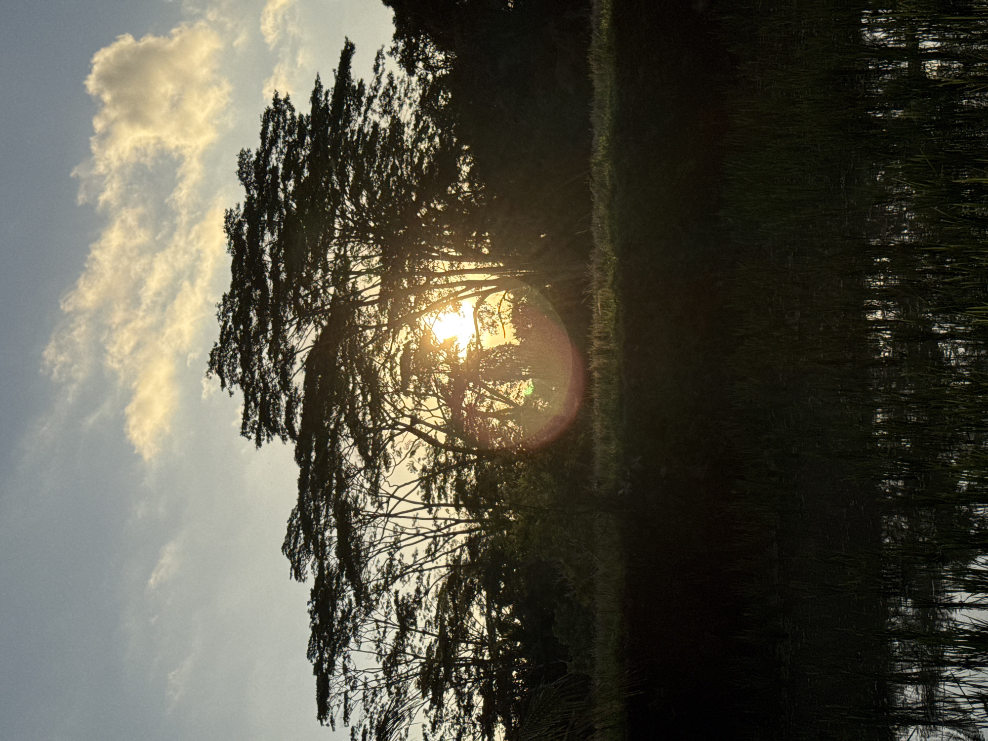 This is a vertical, eye-level, medium shot of a sunset over a rice paddy in Ubud District, Indonesia. The sun is low on the horizon, casting a golden glow and creating lens flare across the image. Silhouetted trees with a wide canopy form a dark mass against the bright sky, which is dotted with wispy clouds tinged yellow and orange. The foreground is a dark, lush rice paddy, with tall green stalks of rice growing out of the shallow water, reflecting the sky. The overall impression is one of tranquility and natural beauty.