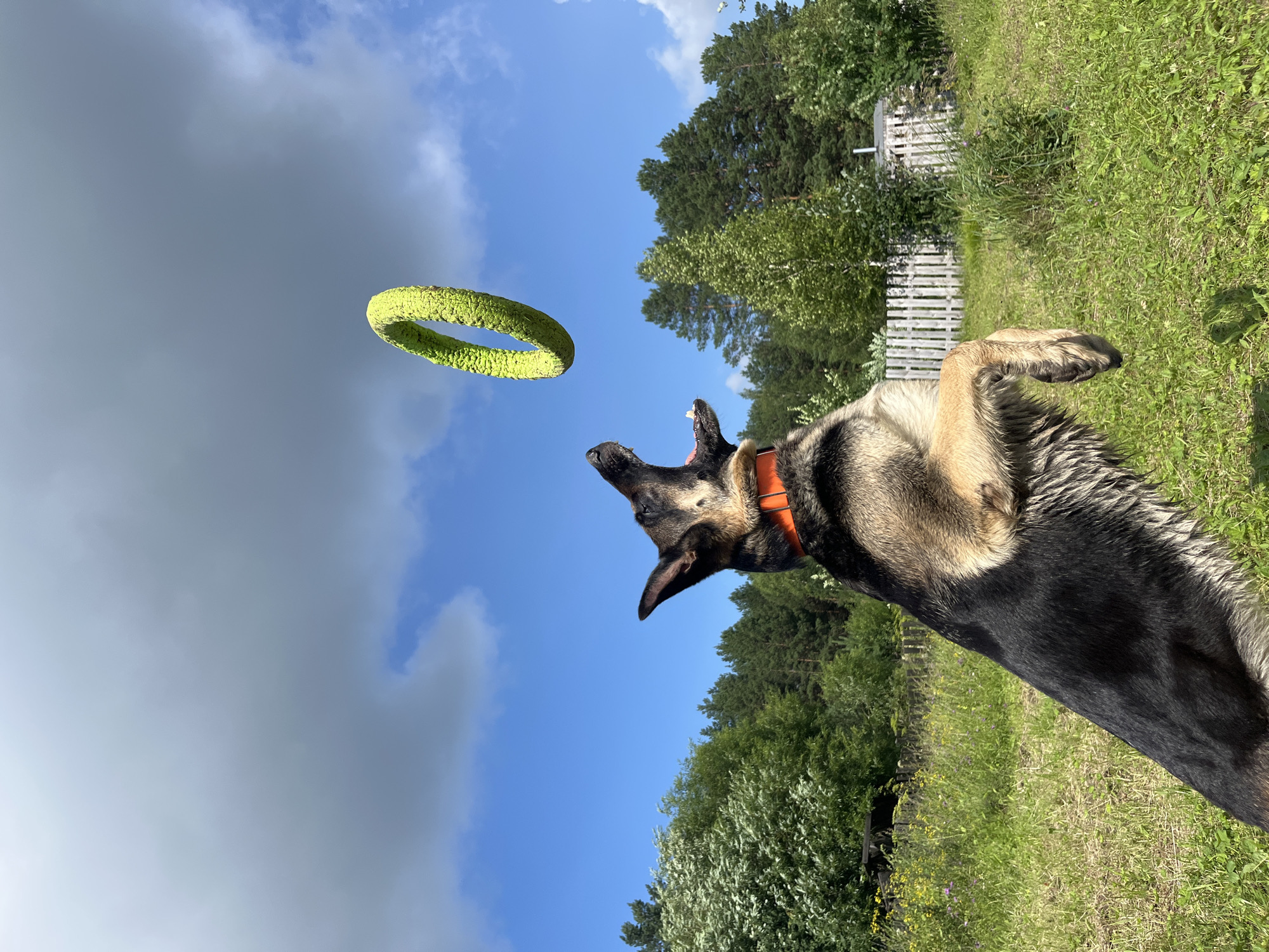 A German Shepherd dog, wearing an orange collar, is captured mid-air in a grassy field, jumping to catch a lime-green ring toy against a backdrop of a blue sky with scattered clouds and a dense line of trees. The dog's mouth is open, indicating it is attempting to bite the toy. In the background, a white wooden fence and a small structure are visible. The environment suggests a rural or suburban outdoor setting.