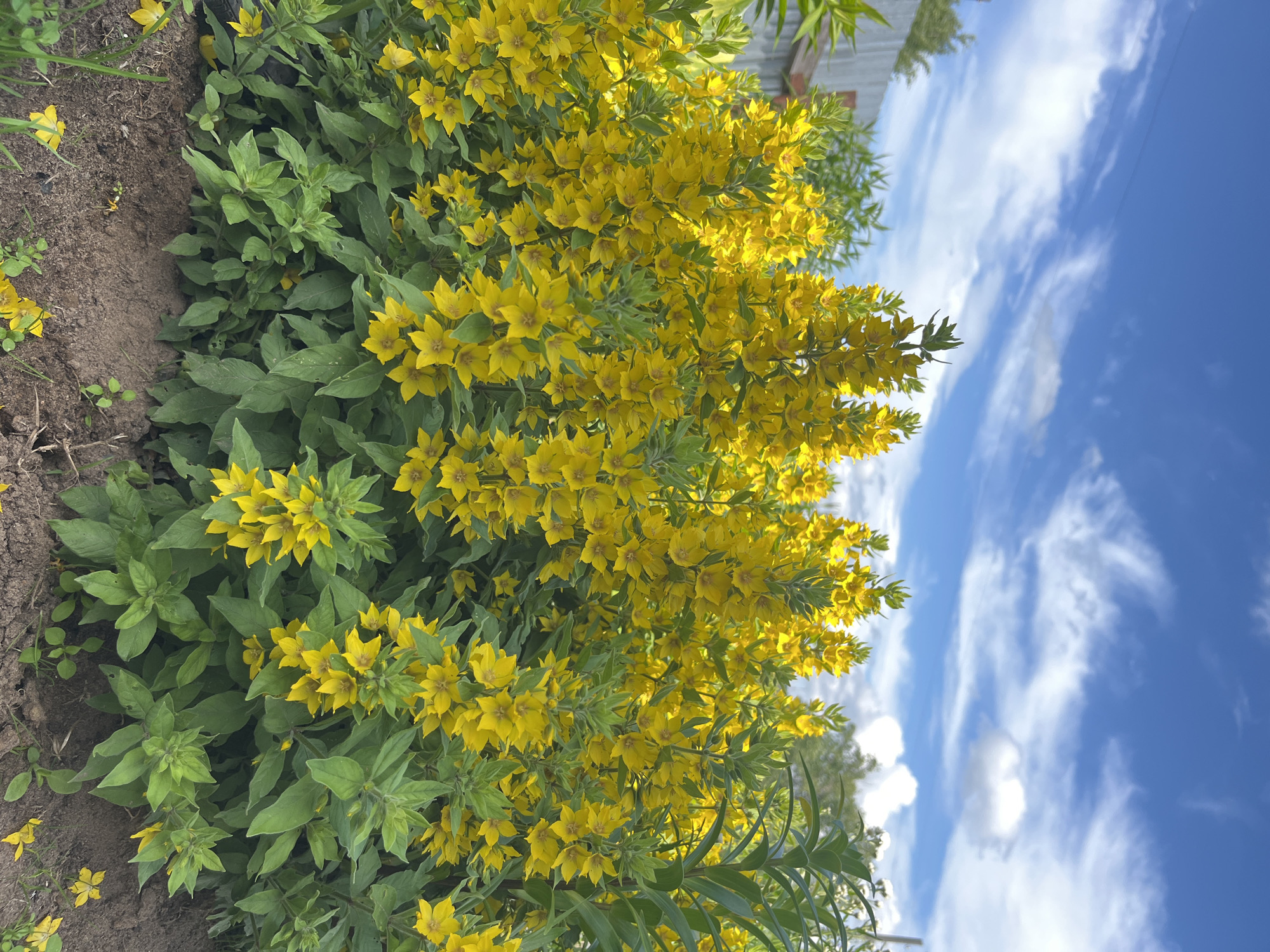 The image depicts a dense cluster of bright yellow flowers, likely Lysimachia punctata, in full bloom. The flowers are arranged in tall, spire-like formations with numerous star-shaped blossoms. They are set against a backdrop of lush green foliage and a vibrant blue sky dotted with fluffy white clouds. In the background, a weathered wooden fence and some distant trees are visible, suggesting an outdoor setting, possibly a garden or a park. The foreground shows dark, rich soil with a few scattered fallen yellow petals. The overall impression is one of a flourishing natural scene bathed in sunlight.