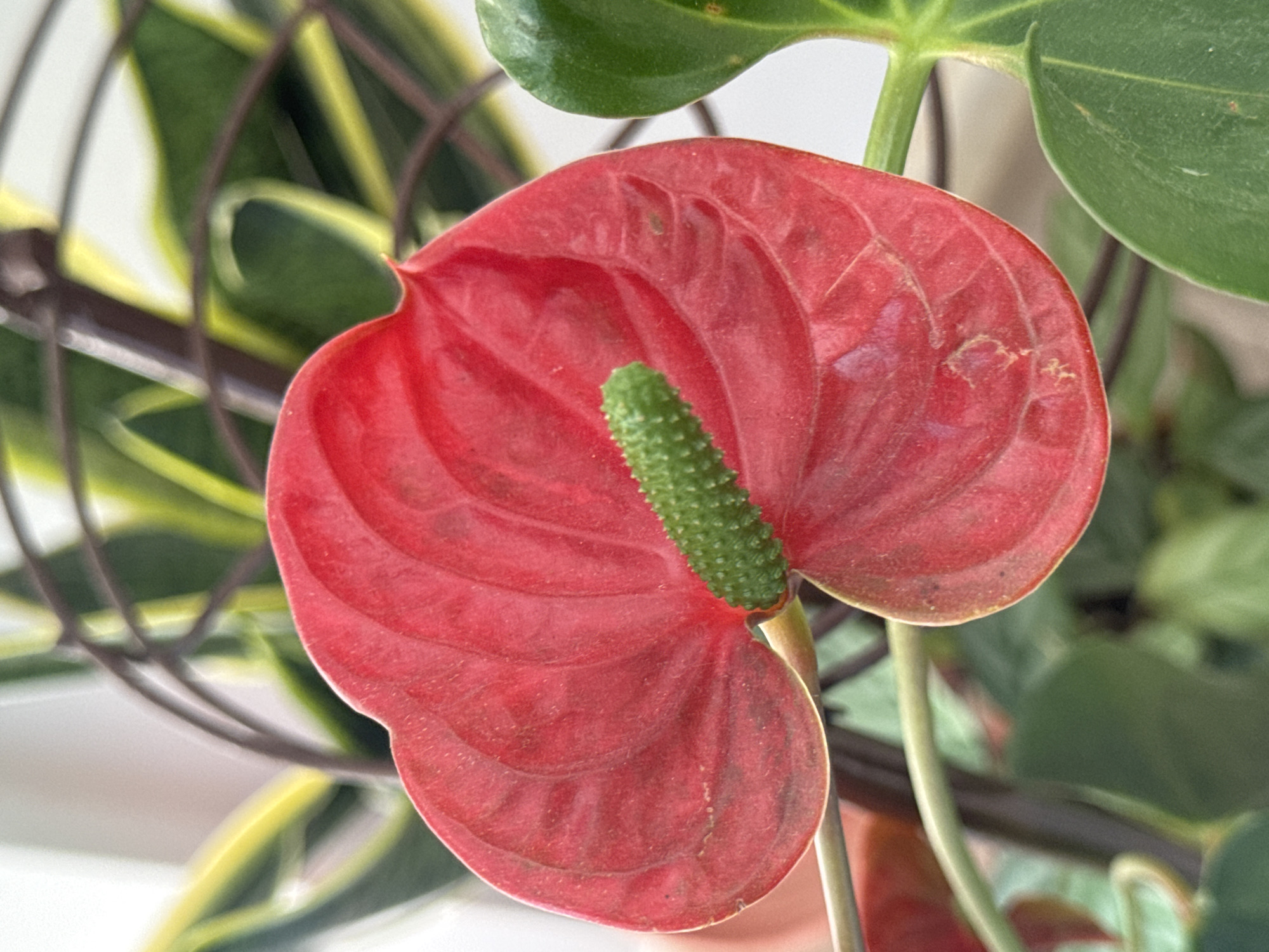 A close-up, eye-level shot focuses on a vibrant red anthurium flower. The flower's heart-shaped spathe, textured with prominent veins, is the central subject. Emerging from its center is a green spadix, a spike-like structure covered in tiny, raised bumps. In the background, out-of-focus green leaves and dark, curved stems suggest other plants, possibly within a floral arrangement or garden. The lighting is bright and appears to be natural, highlighting the rich red of the spathe and the textured green of the spadix. There are no people or discernible actions taking place. The scene is static and depicts a single, prominent flower. This image was taken at an unspecified location in Veselina, Bulgaria.