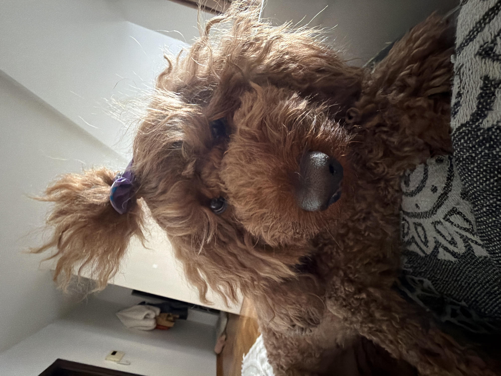 A brown poodle with a purple hair tie in its fur peers at the camera from a low angle. Part of a patterned blanket is visible on the right. The scene appears to be indoors, with glimpses of a white wall and storage items in the background. There is no indication of the city of Boreti, Montenegro.