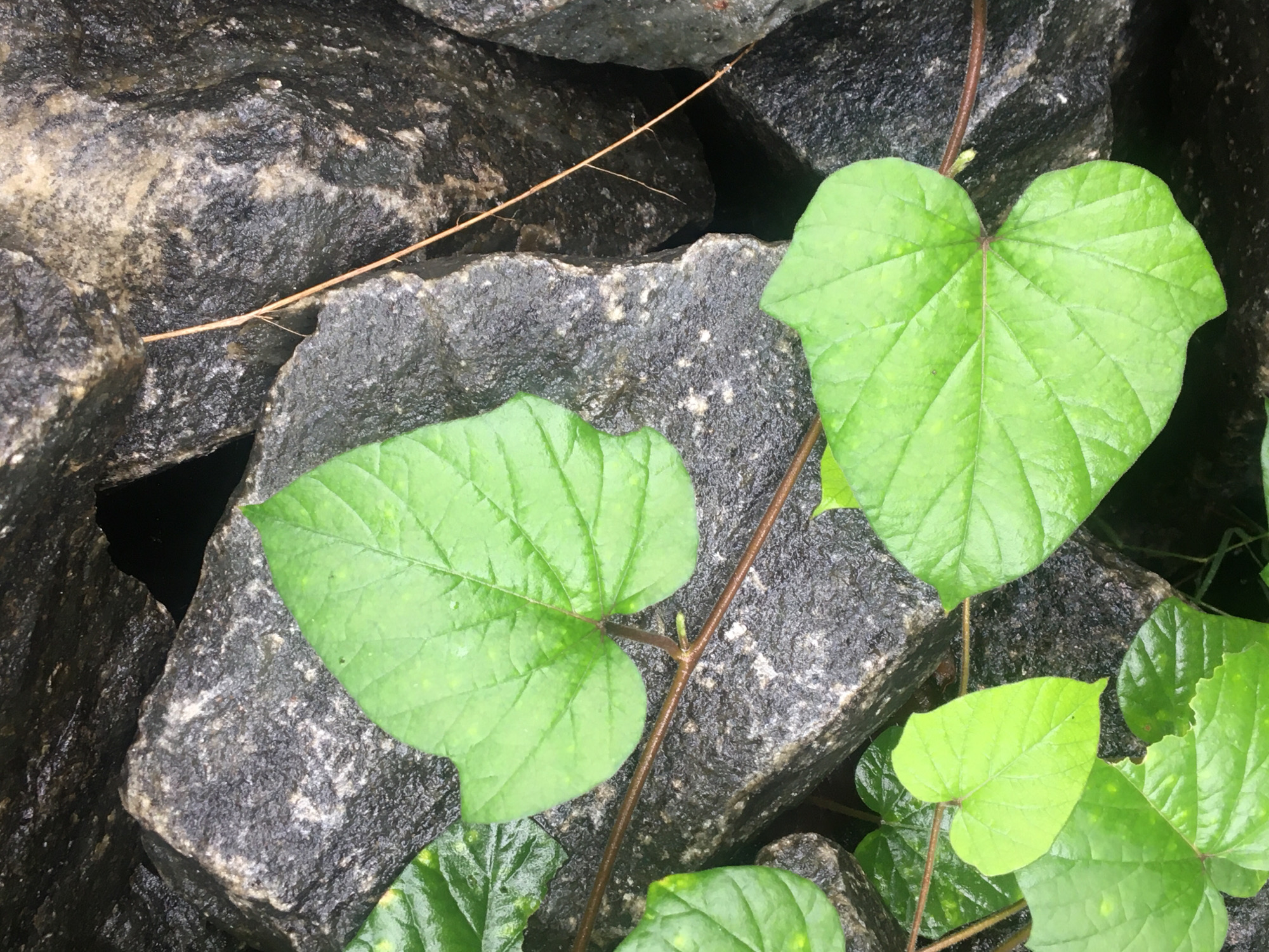 The image shows two large, bright green heart-shaped leaves and several smaller ones growing among a pile of wet, dark gray rocks. A thin brown vine runs between the leaves and rocks. A small, thin brown twig rests atop the rocks near the top left corner of the frame.