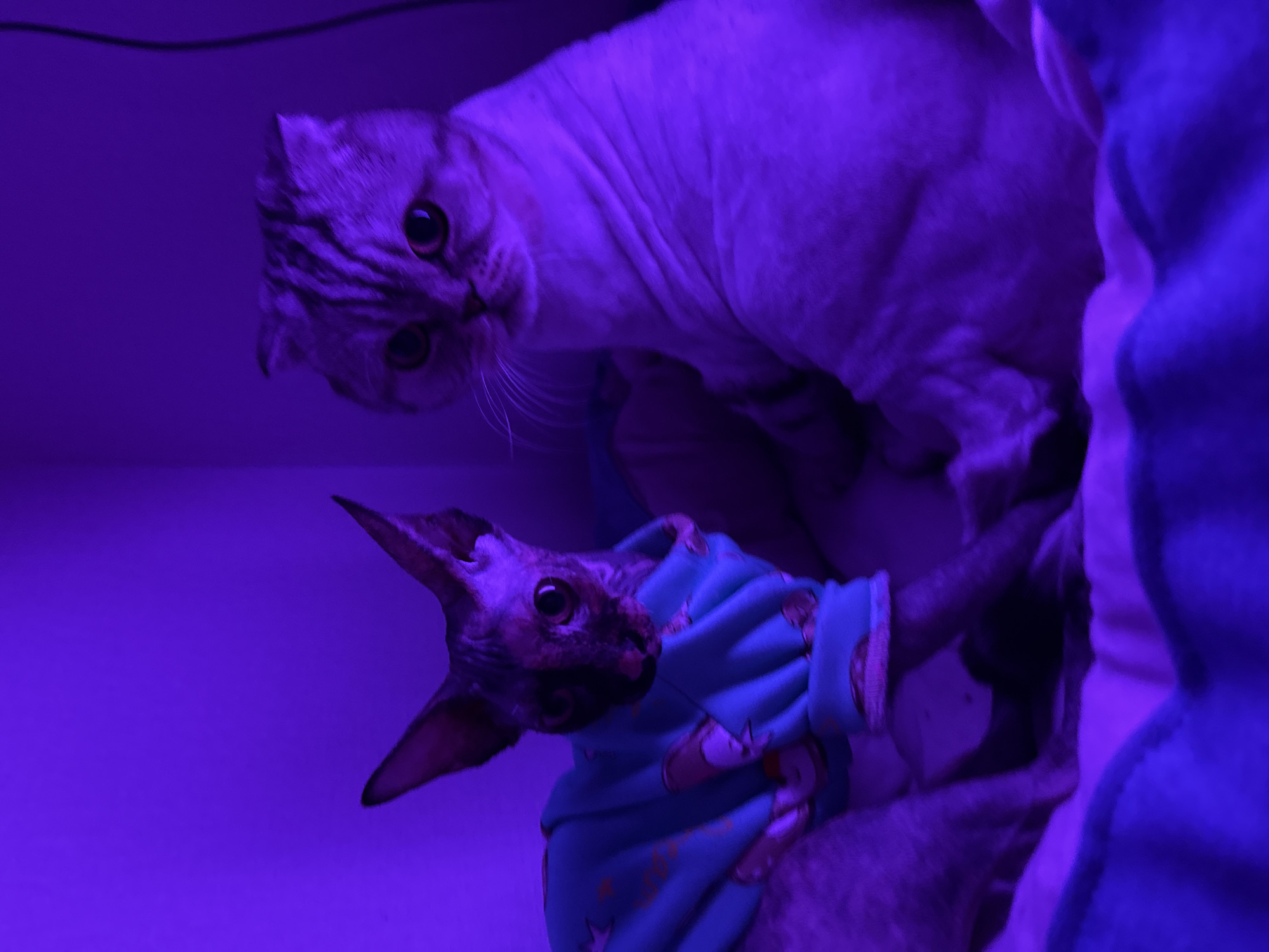 Two cats are visible in the image, under a strong purple light. The cat at the top appears to be a Scottish Fold, with short fur and large eyes, looking towards the camera. The second cat, positioned lower and slightly to the left, is a Sphynx, wearing a blue patterned sweater. The environment is indistinct, with a hint of blue fabric in the right portion of the frame. The location is unknown.