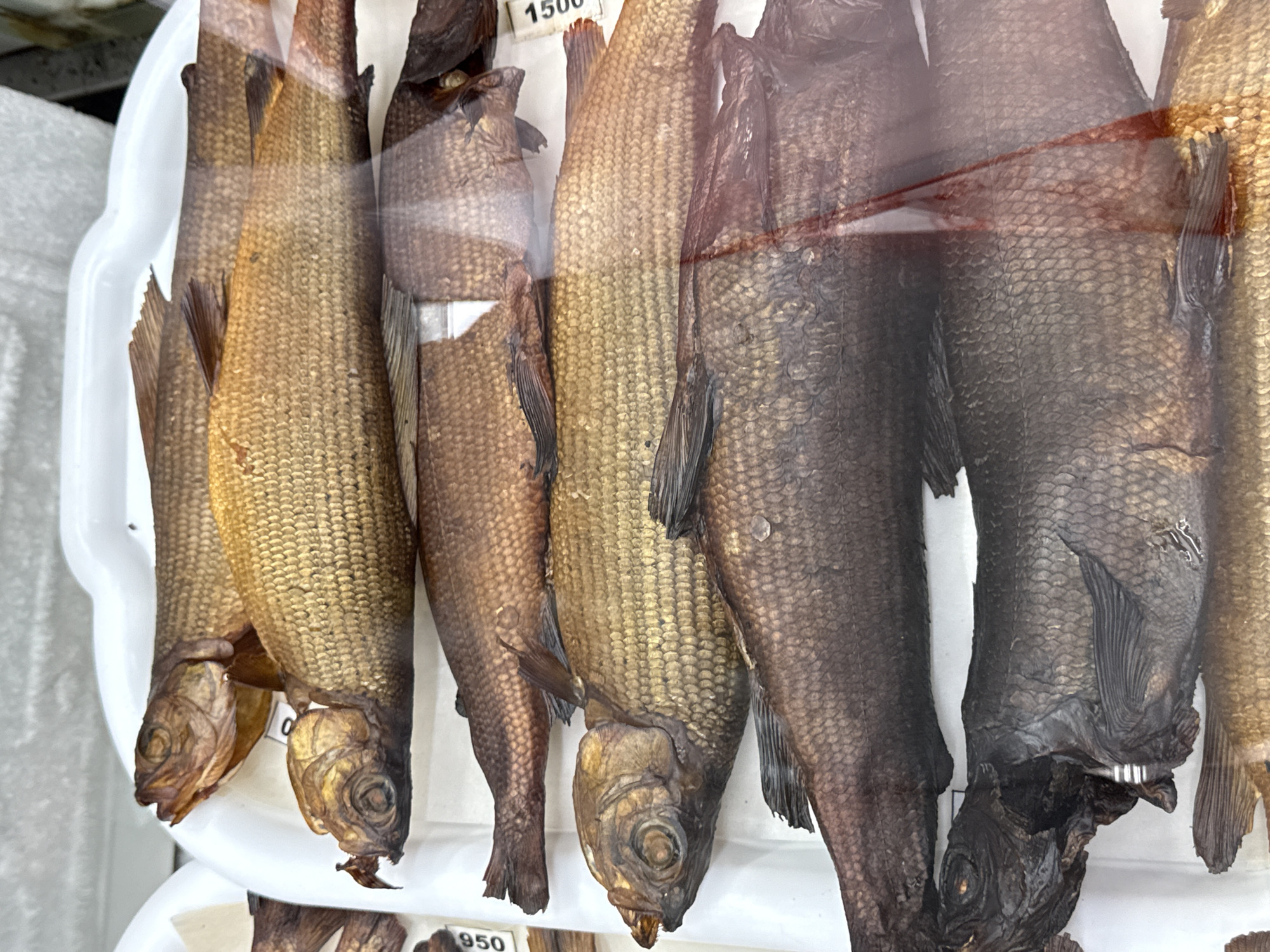 The image displays a close-up, overhead view of several smoked fish, likely on display at a market stall in Manzherok, Russia. The fish are arranged in rows within a white plastic container. The smoked fish vary in color, ranging from golden brown to dark brown and almost black, indicating different stages of curing or types of fish. Their scales are clearly visible, and some have prominent fins and tails. A few price tags are partially visible, with one showing "950" and another "1500", suggesting these are for sale. The lighting is bright, highlighting the texture and sheen of the fish. The overall impression is a food market setting.