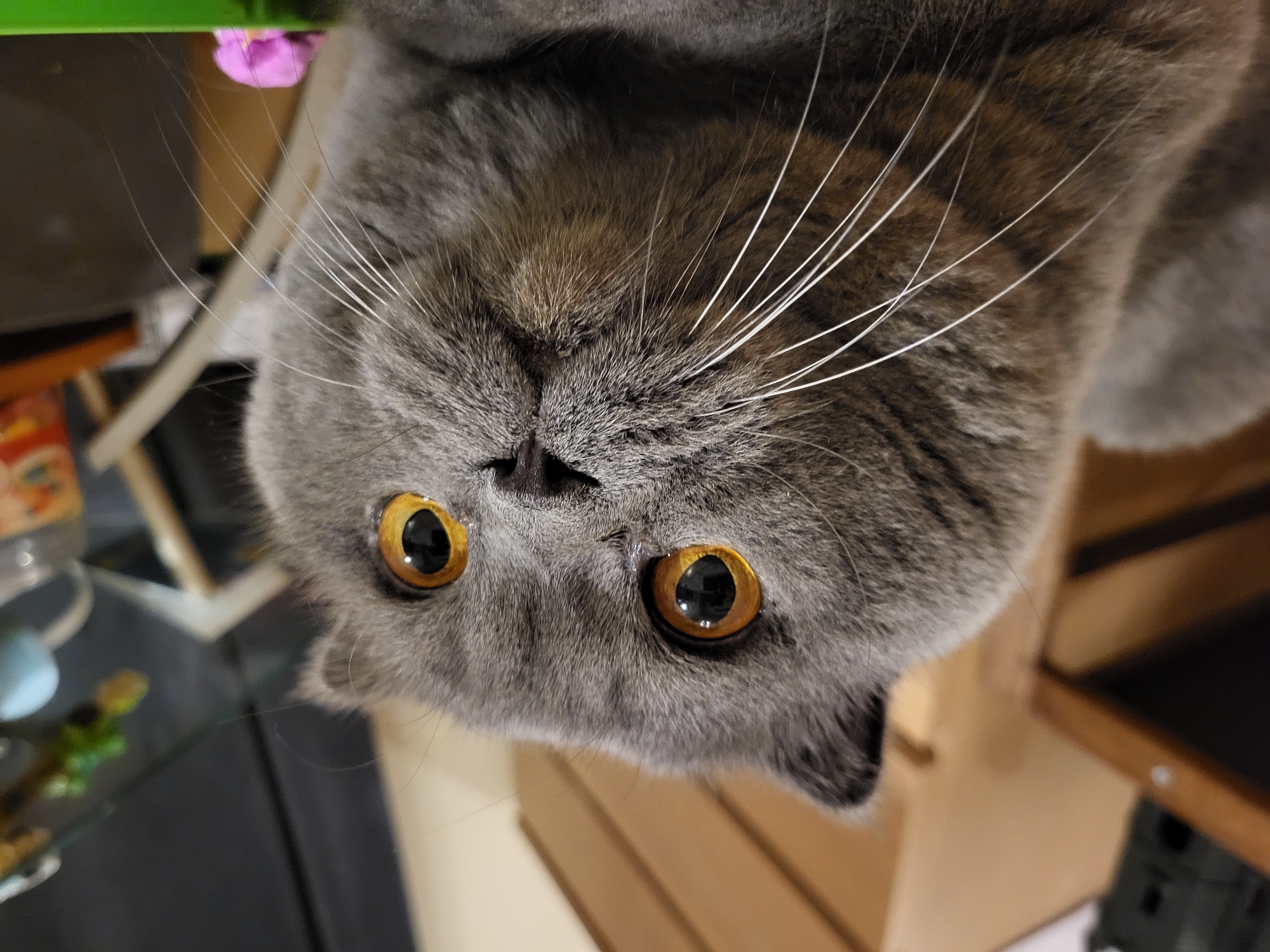 An extreme close-up, low-angle shot shows the face of a gray Scottish Fold cat in an indoor setting. The cat's large, round, amber eyes are wide open and looking slightly to the right of the camera. Its ears are folded forward and down. Long, white whiskers fan out from its snout. The background is blurred, with hints of wooden shelves and various objects, including what appears to be a small figurine and a jar. The lighting suggests an indoor environment, possibly a room in a home. The cat's fur is short and dense.