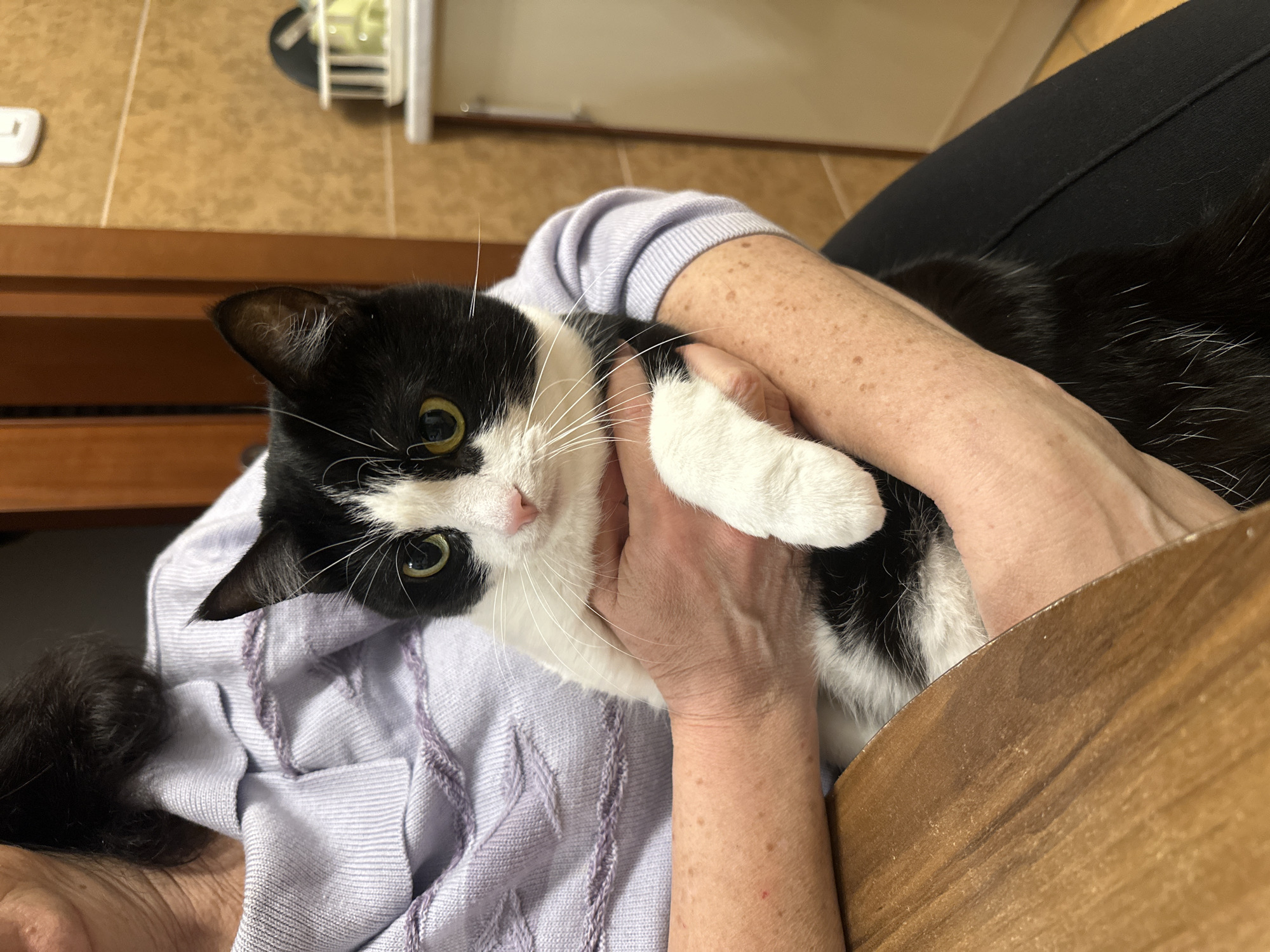 This image, located in the city of Budva, Montenegro, depicts an indoor scene featuring a person holding a cat. The person, whose upper torso, arms, and hands are visible, wears a light lavender-colored long-sleeved sweater with horizontal textured patterns. Their forearms display freckles. They are holding a black and white tuxedo cat, which is positioned vertically against the person's torso. The cat has black fur on its head, back, and tail, with a white muzzle, chest, belly, and paws. Its eyes are a prominent yellow-green, and it possesses a pink nose and long white whiskers. The cat's left front paw is visible, resting on the person's arm, and it is looking directly forward. In the lower-left foreground, the curved edge of a light brown wooden table is partially visible. The background consists of a wall covered in light brown/tan square tiles. To the left, a vertical brown wooden door frame or door is visible. To the right, a light-colored countertop or cabinet is present, topped by a white dish drying rack containing light-colored items. A white electrical switch or outlet is mounted on the tiled wall above the countertop.