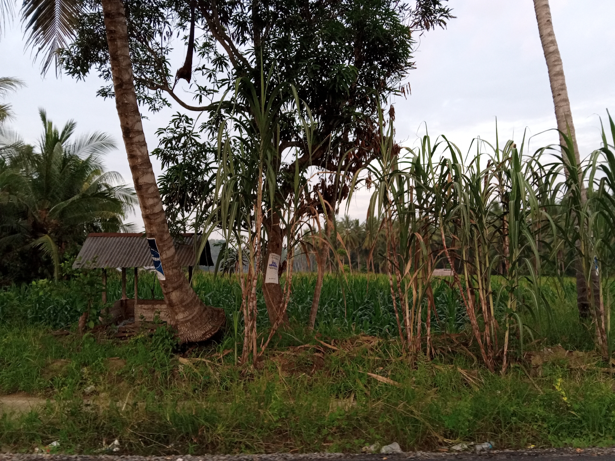 The image captures a rural scene in Luengbaro, Indonesia. In the foreground, dense green grass lines a dirt path. To the left, a small, weathered wooden structure with a corrugated metal roof stands amidst lush vegetation. Adjacent to this structure is a leaning palm tree with a rough, segmented trunk.
Dominating the mid-ground are tall stalks of sugarcane, their dry, brown tops contrasting with their green leaves. Behind the sugarcane and a large tree with dark green foliage, a field of green crops, possibly rice paddies, stretches into the distance. Several more palm trees are visible in the background, with a hazy sky overhead. The overall atmosphere suggests a tranquil, agrarian landscape.