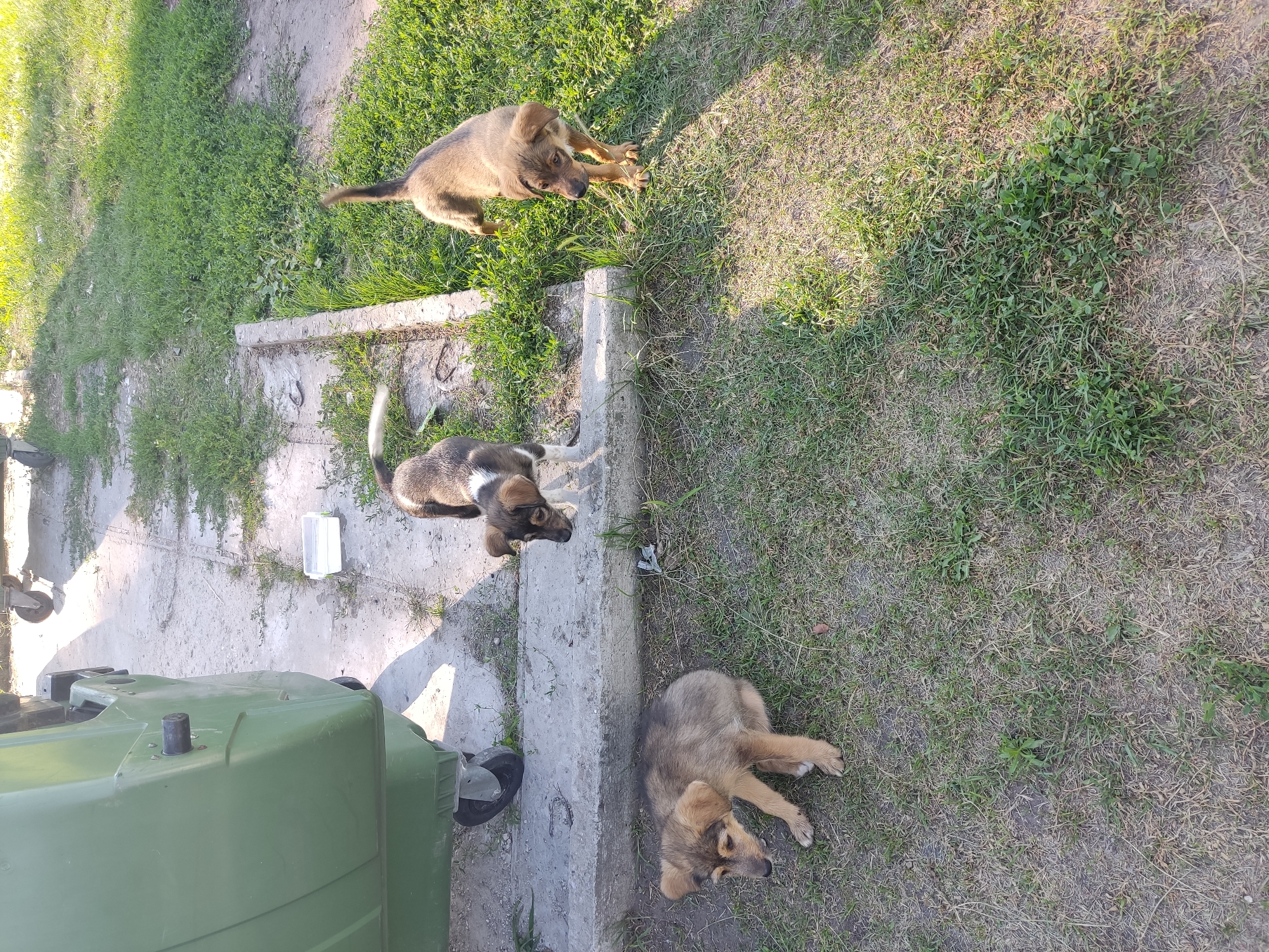The image depicts three puppies outdoors, near a large green dumpster in Radisne, Ukraine. One puppy, predominantly brown and white, stands looking to the right. Another, a solid brown puppy, is to the right and slightly behind the first, also looking to the right. The third puppy, a tan and brown mix, is in the foreground to the left, crouched on the grass and looking down. The scene is set on a patch of grass with a concrete border and a paved area. The lighting suggests it is daytime, with shadows indicating the sun's position.